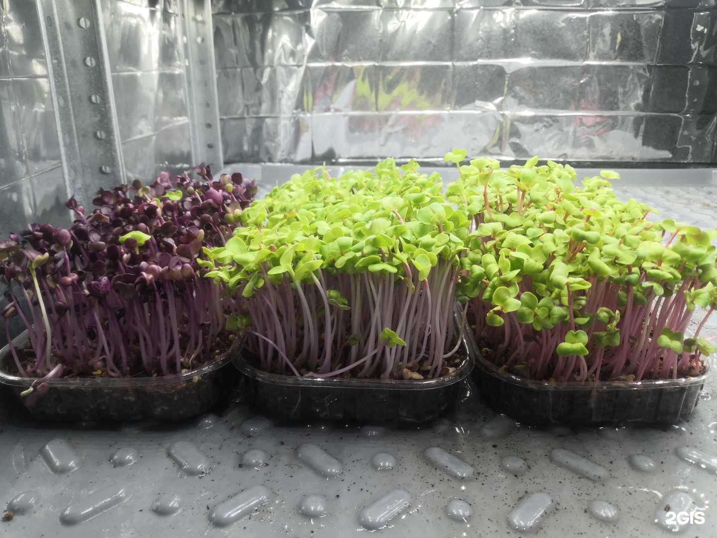 Отзывы на компанию MicrogreenUss в Уссурийске c фото