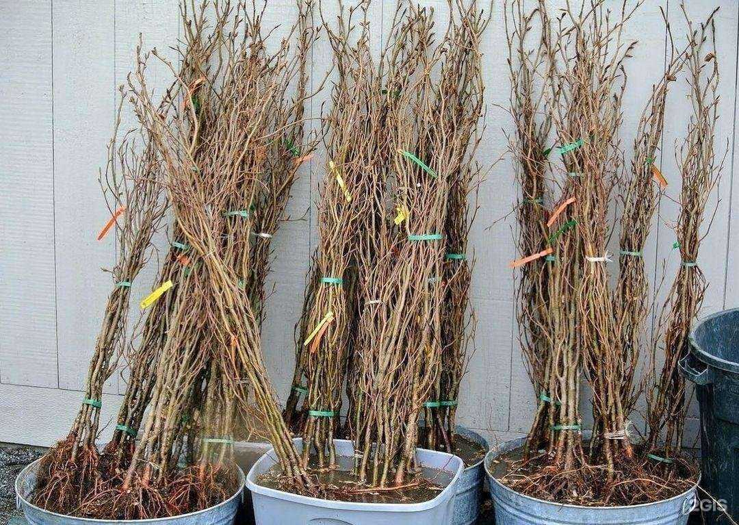 Отзывы на компанию Усадьба фермера, магазин для садоводов в г. Лиски c фото