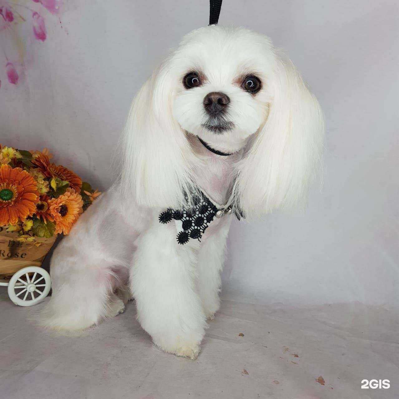 Отзывы на компанию Хвостушка в Казани c фото