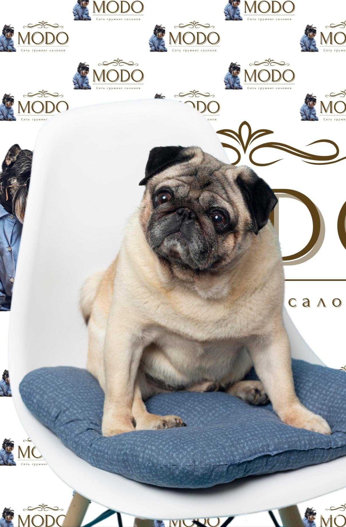 Отзывы на компанию Modo в г. Воронеж c фото