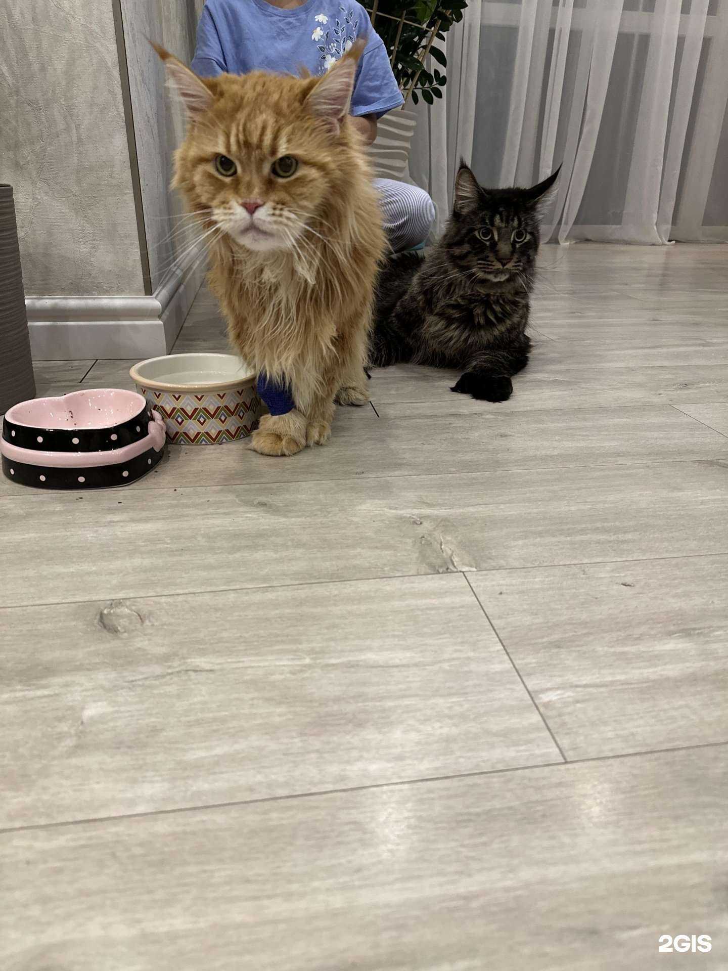 Отзывы на компанию Энгельсская ветеринарная клиника в Энгельсе c фото