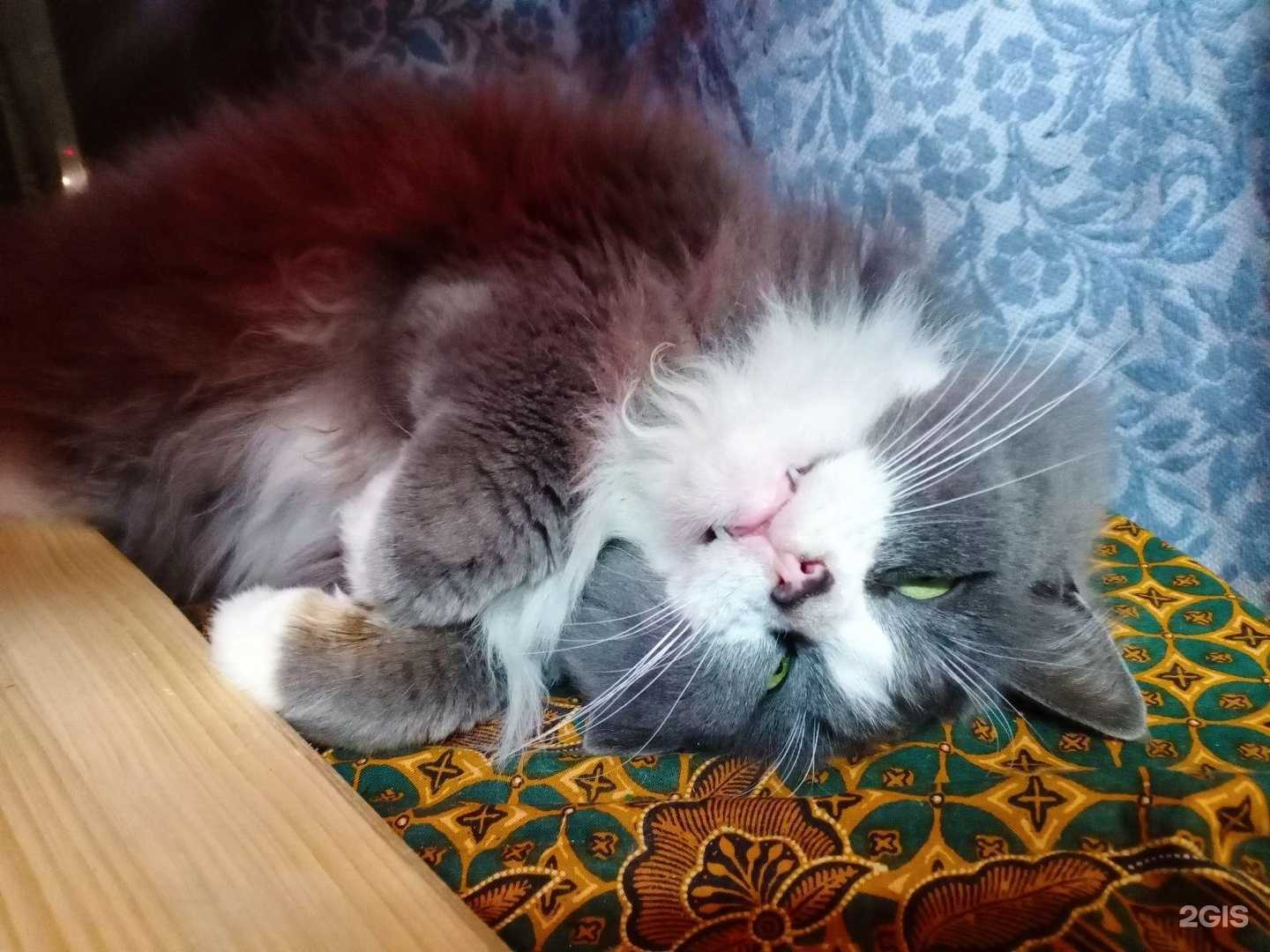 Отзывы на компанию Ветеринарный кабинет в г. Нижний Новгород c фото