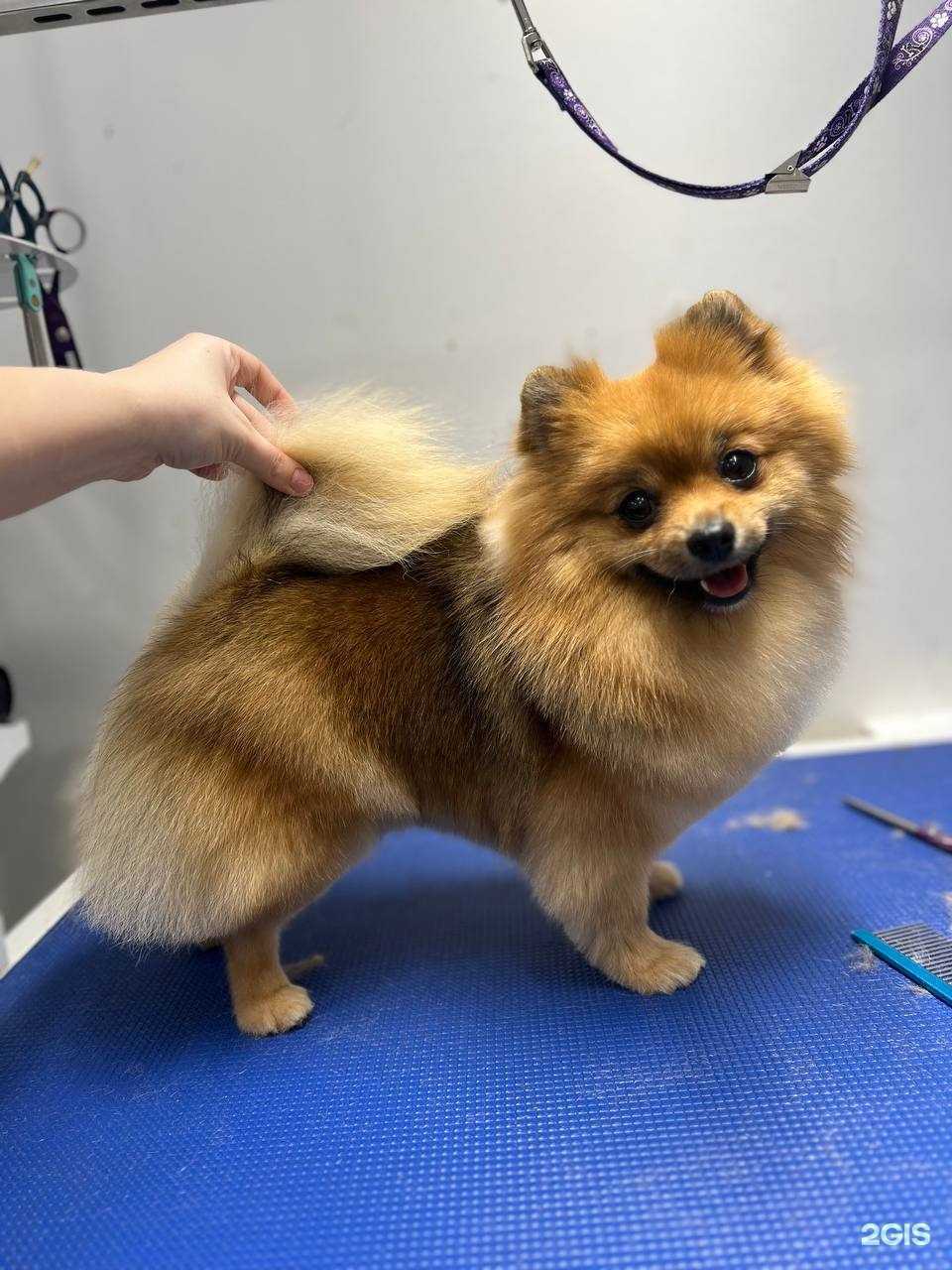 Отзывы на компанию Pet wool в Кемерове c фото