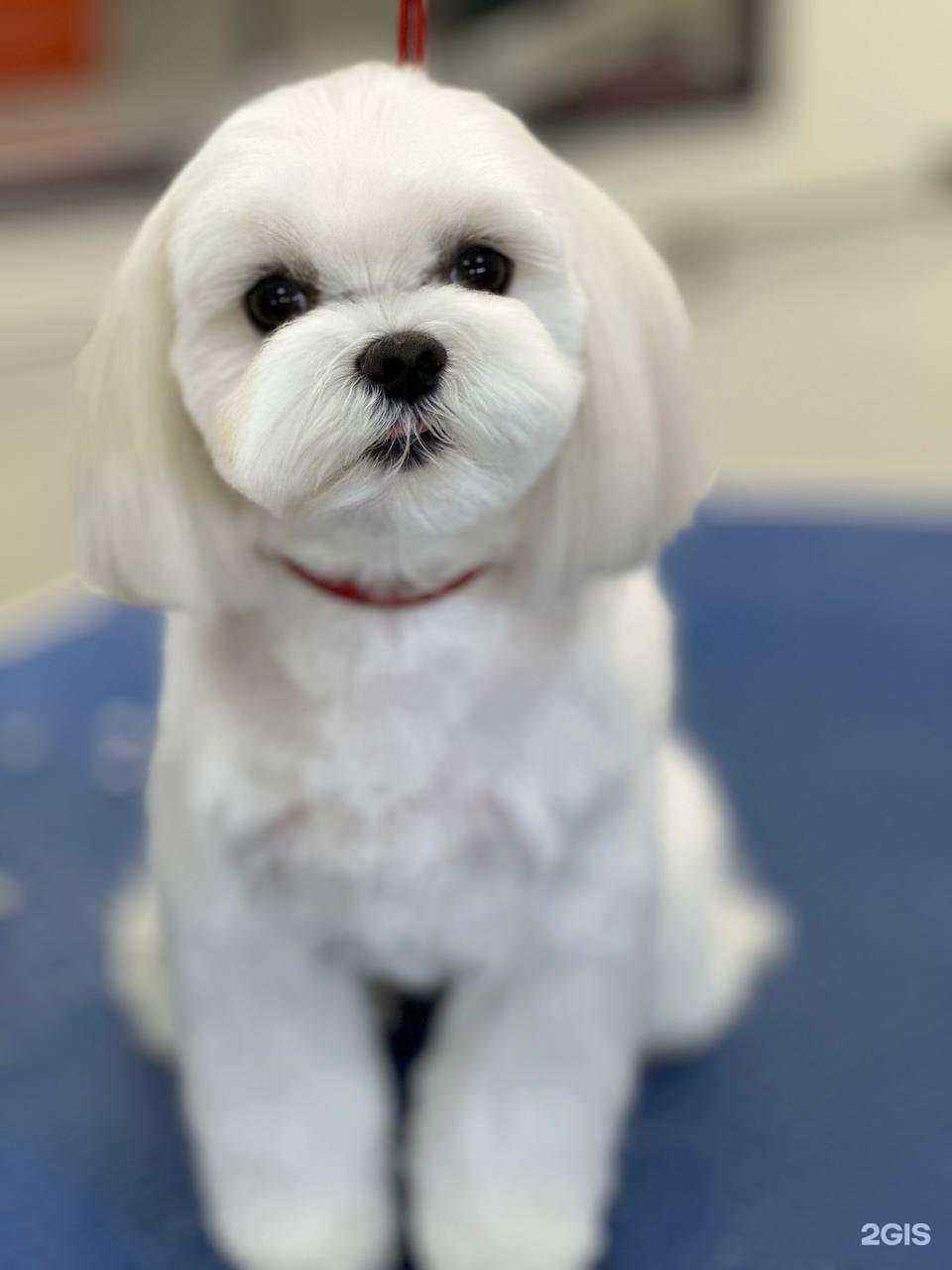 Отзывы на компанию Чехвост в г. Самара c фото