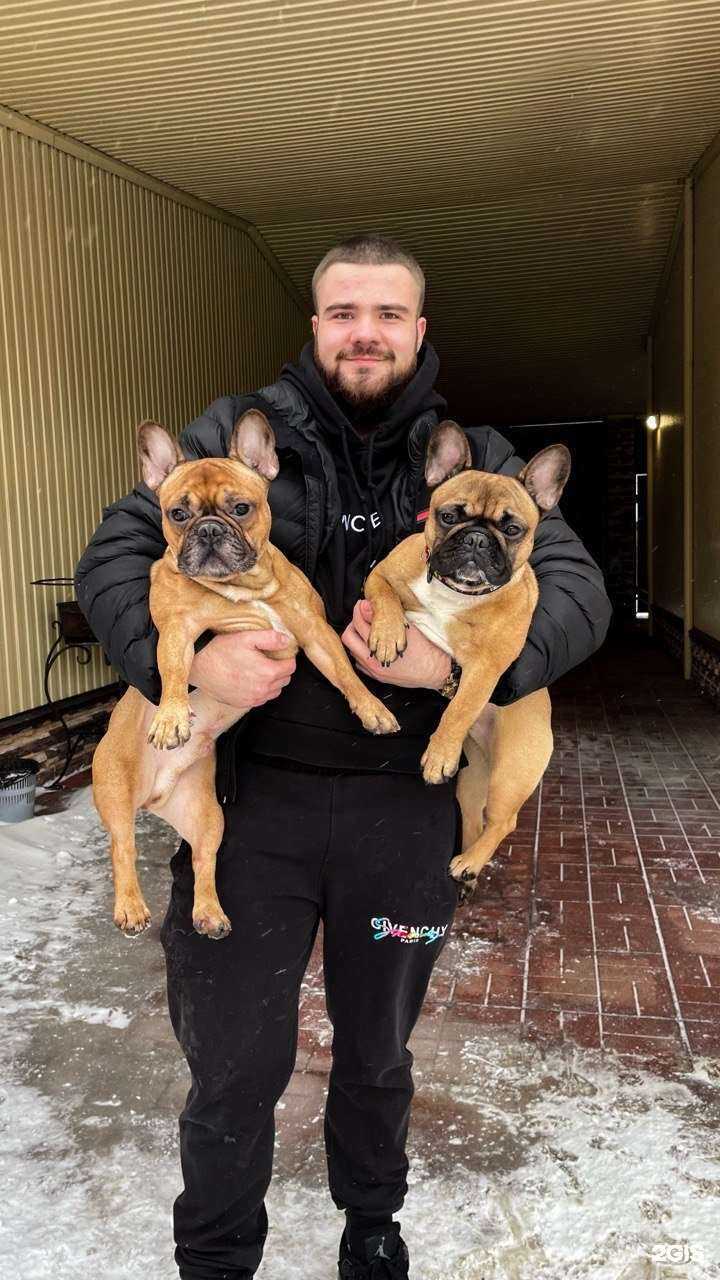 Отзывы на компанию Dog_Home_Nsk в Новосибирске c фото