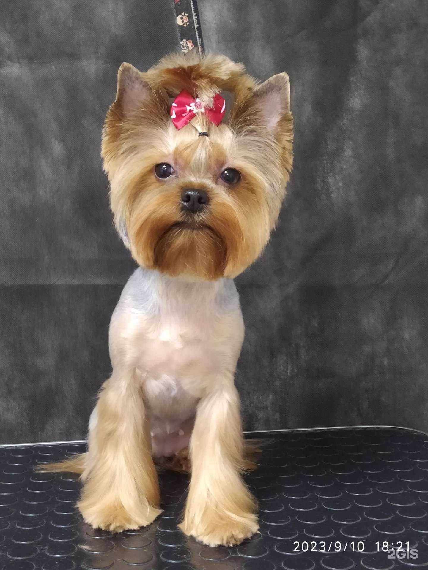 Отзывы на компанию Бибик в Томске c фото