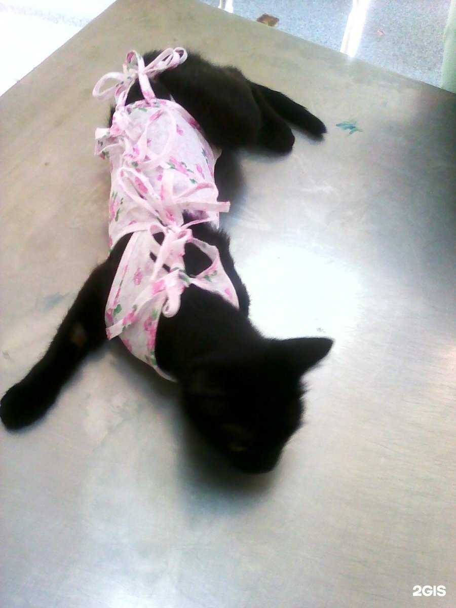 Отзывы на компанию ВетСоюз в Новосибирске c фото