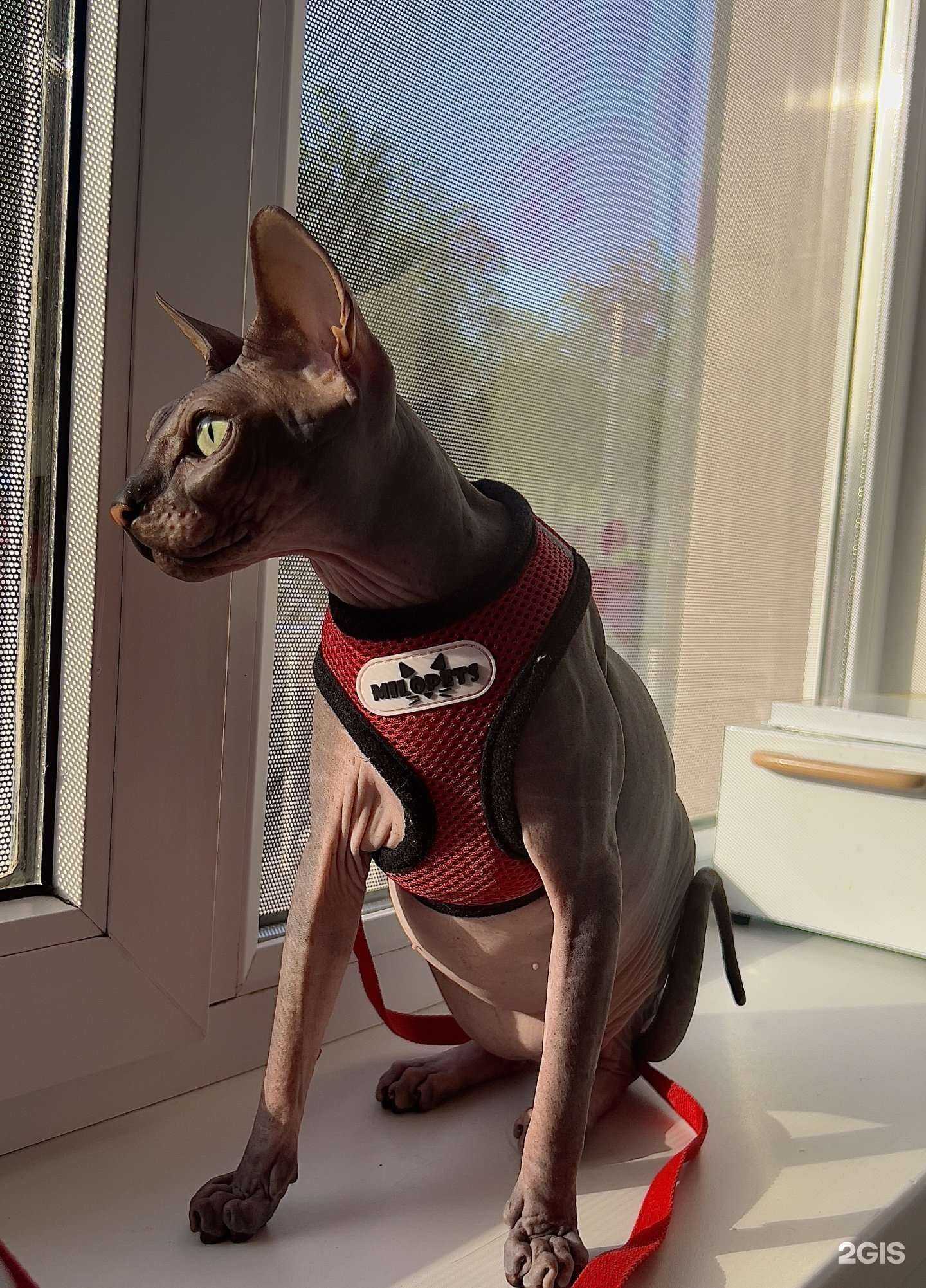 Отзывы на компанию Лапки в Ессентуках c фото