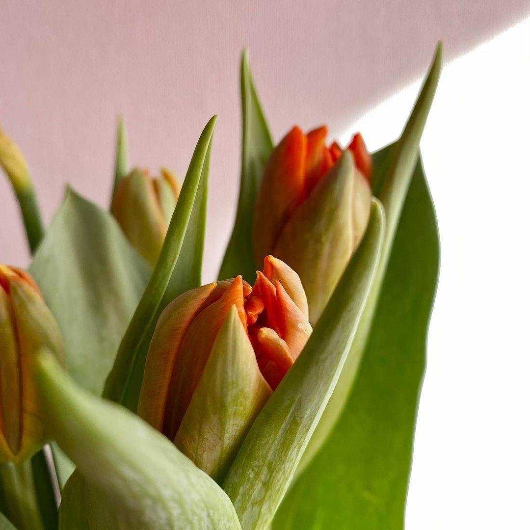 Отзывы на компанию Цветочный подвальчик в г. Ступино c фото