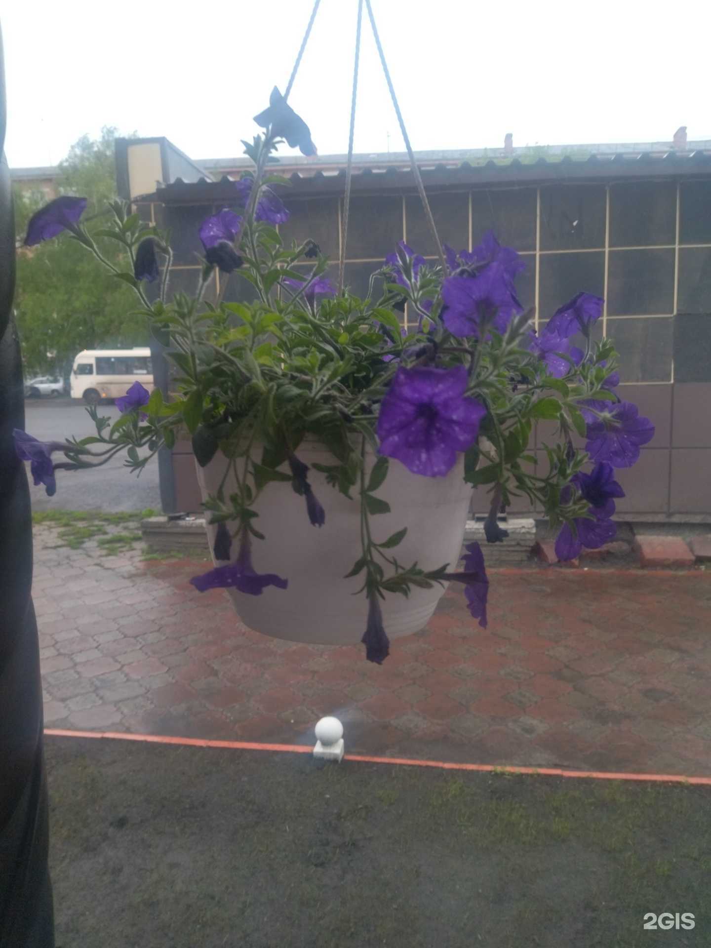 Отзывы на компанию Тюльпан в Прокопьевске c фото