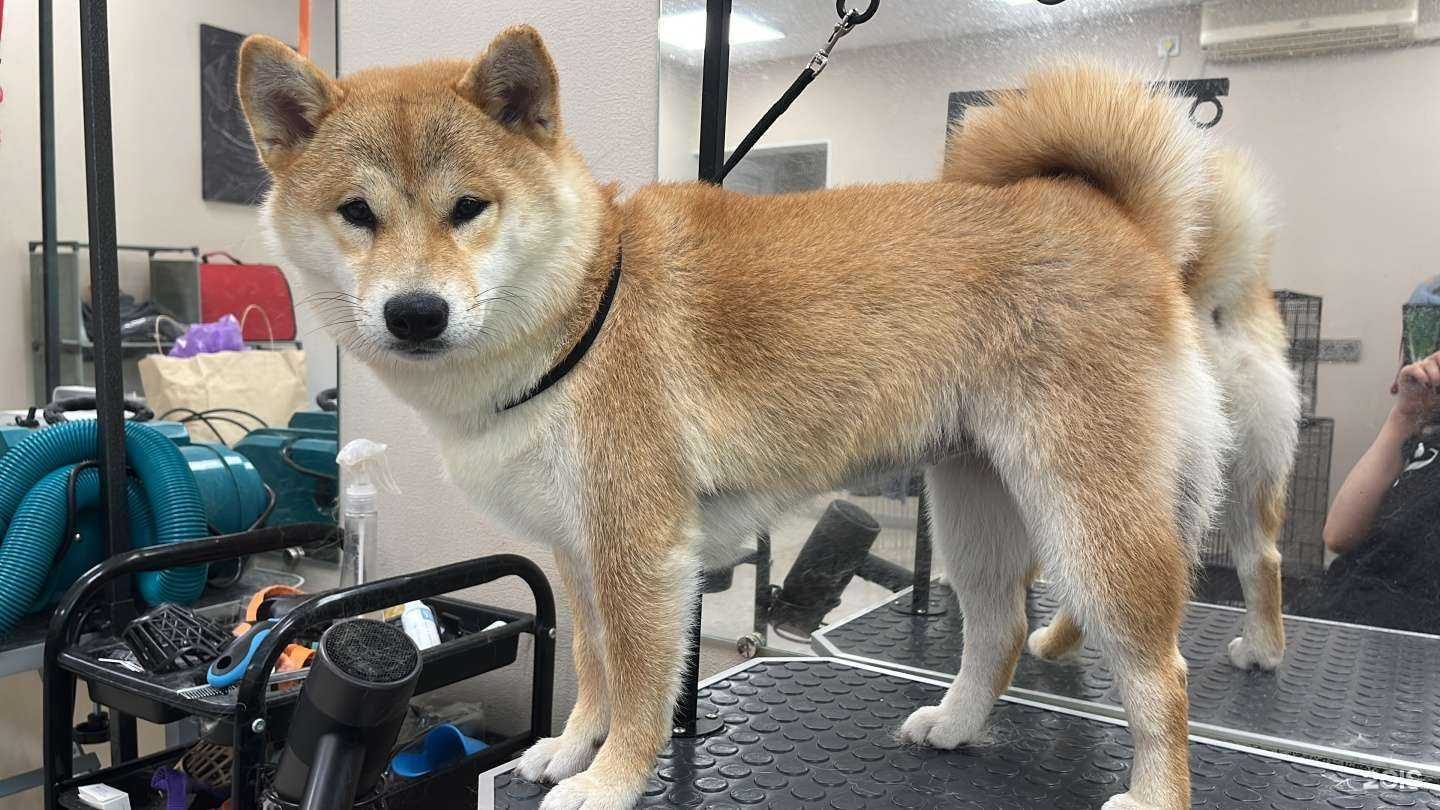 Отзывы на компанию Пушистые стиляги в Екатеринбурге c фото