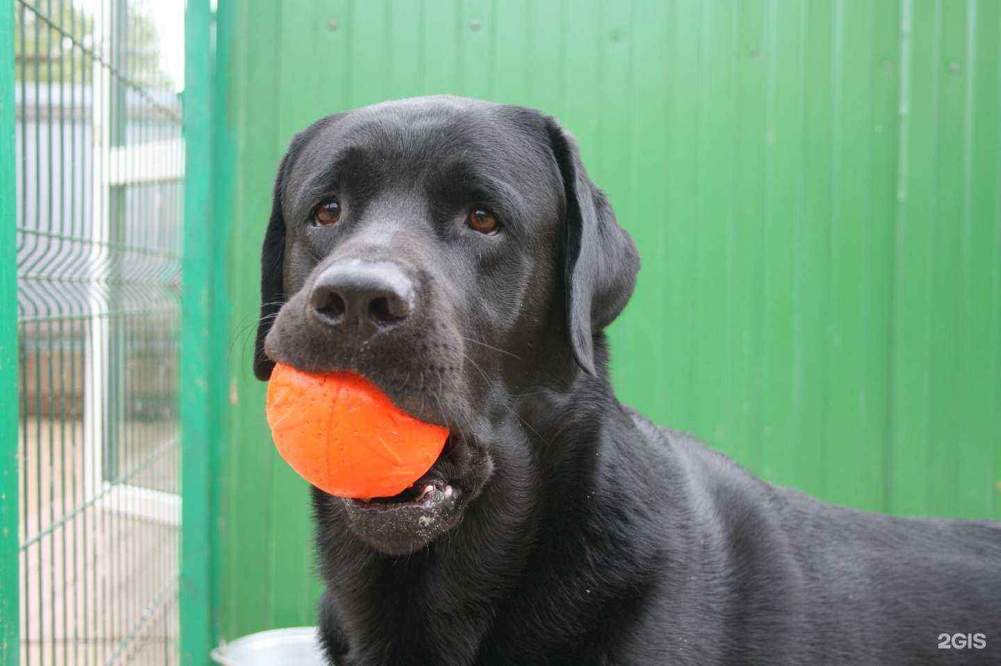 Отзывы на компанию Догги-центр в Архангельске c фото