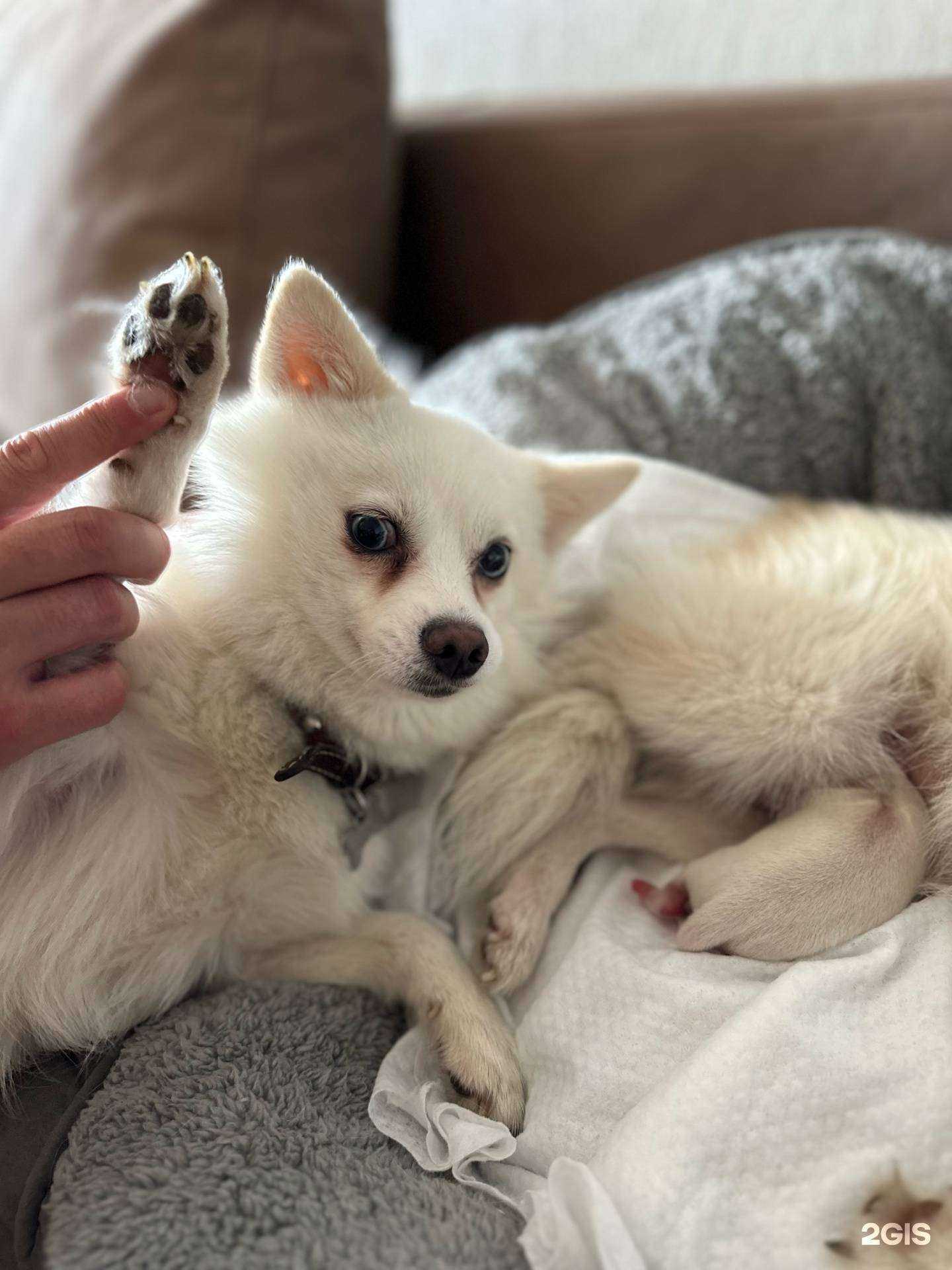 Отзывы на компанию Скорая ветеринарная помощь в г. Артём c фото