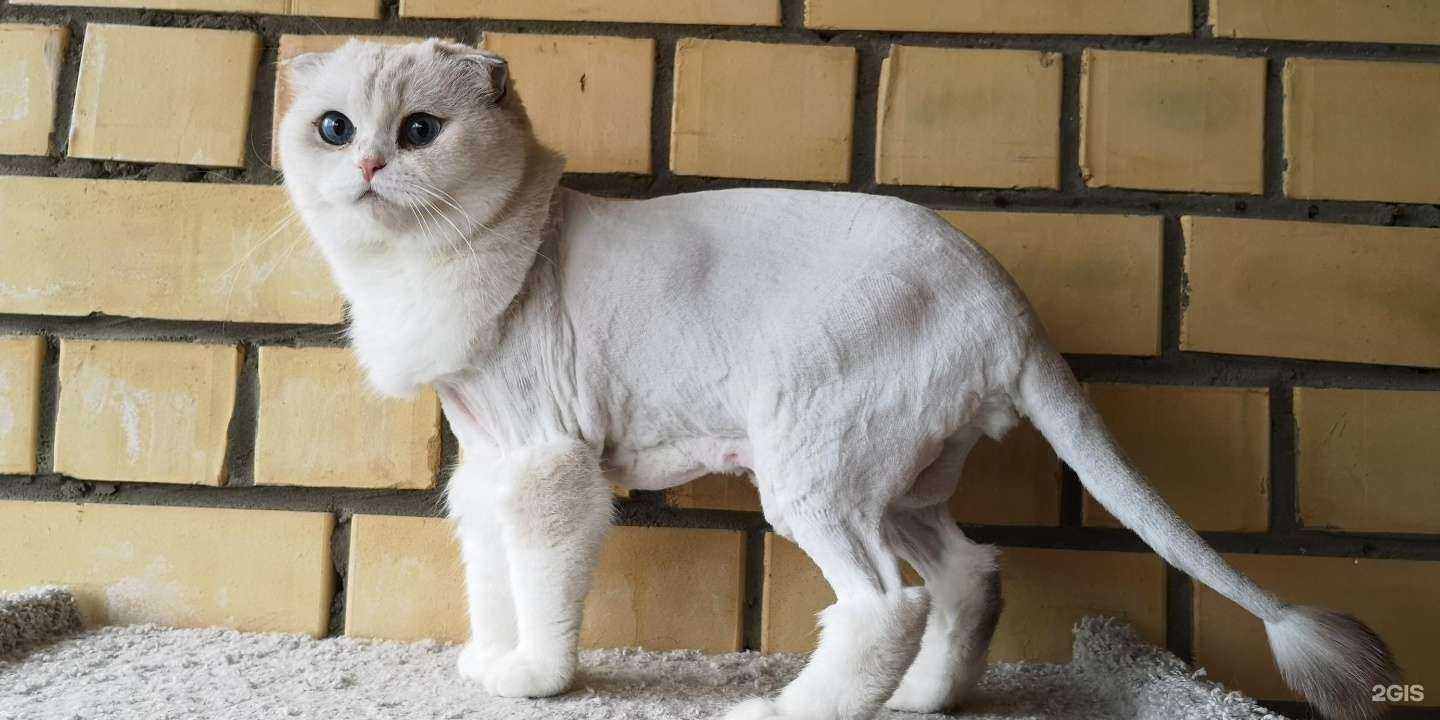 Отзывы на компанию Грумвиль в Березниках c фото