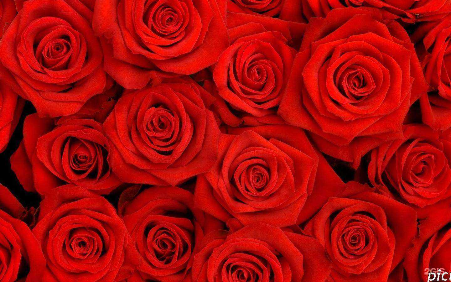 Отзывы на компанию Mega flora в Тюмени c фото