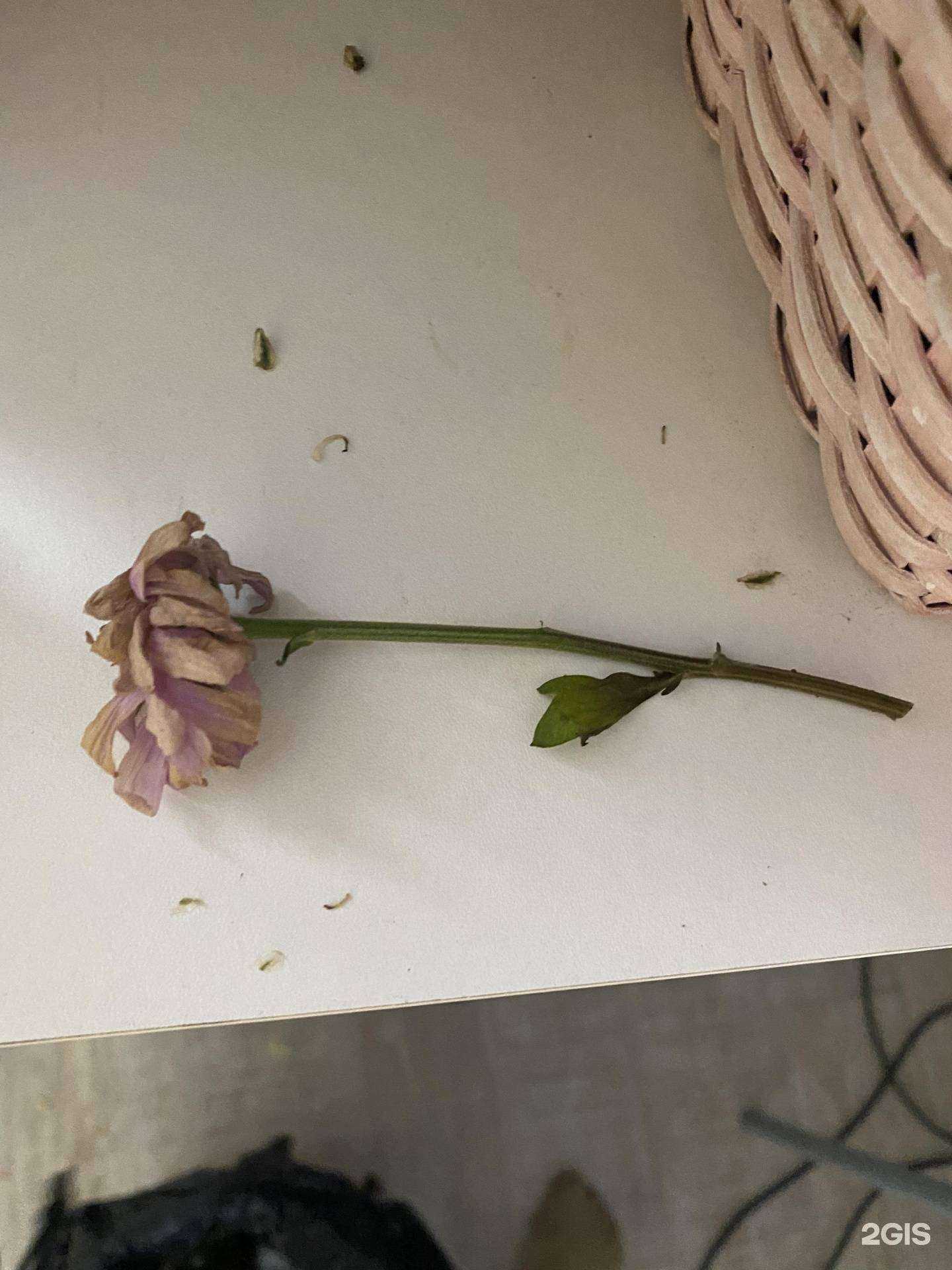 Отзывы на компанию Салон цветов в г. Красноярск c фото