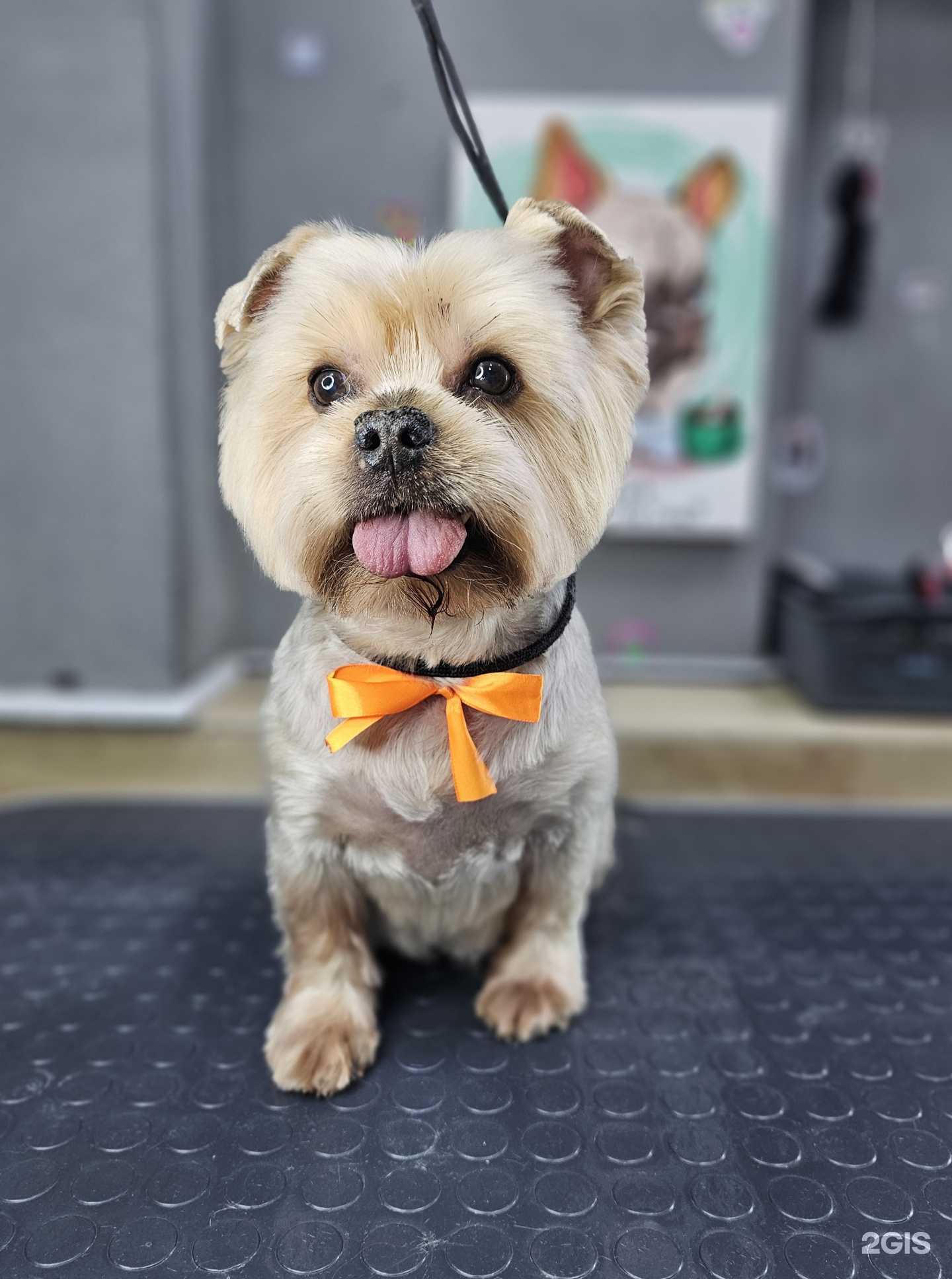 Отзывы на компанию Мэри Пёсинс в Перми c фото