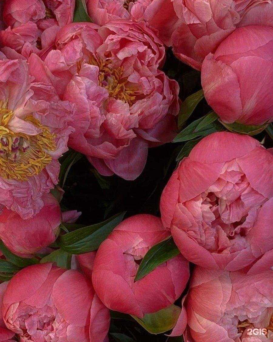 Отзывы на компанию white fox в Тейкове c фото