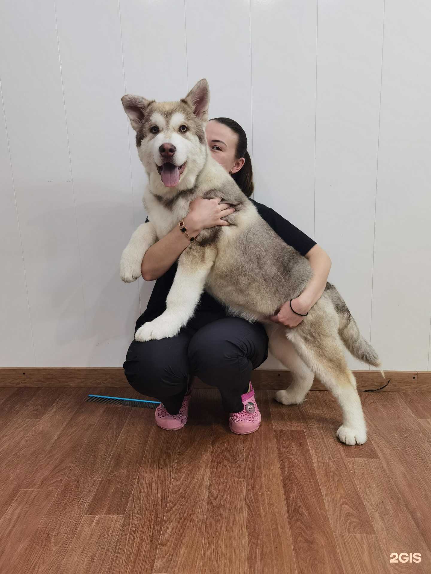 Отзывы на компанию ZooШпиц в г. Уфа c фото