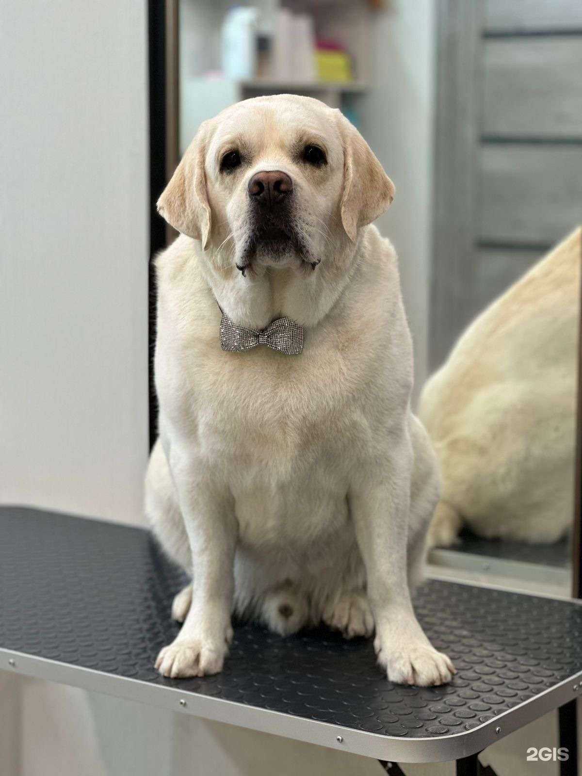 Отзывы на компанию Салон груминга  в Стрежевое c фото