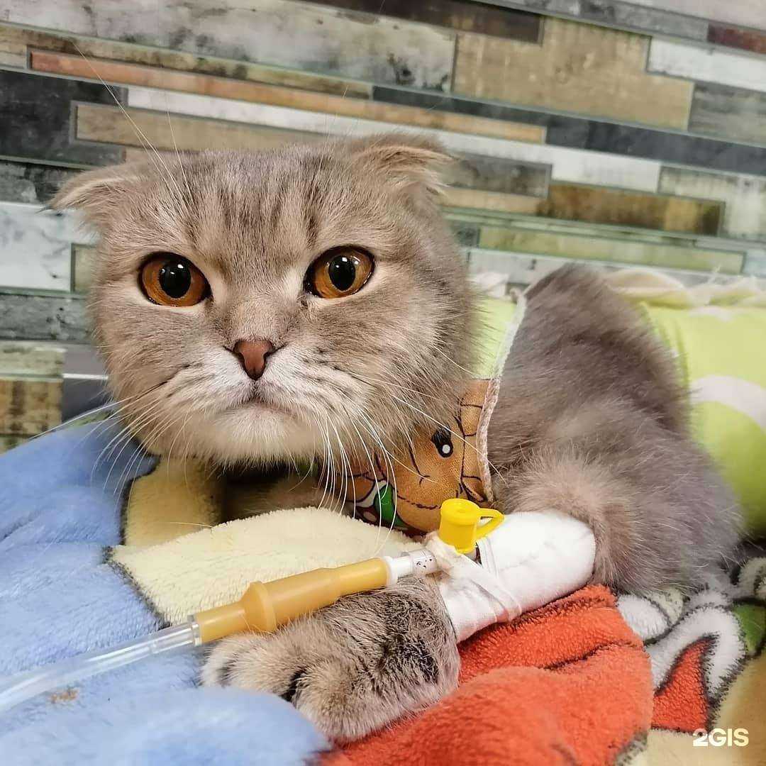 Отзывы на компанию Эра Терьера в Белгороде c фото