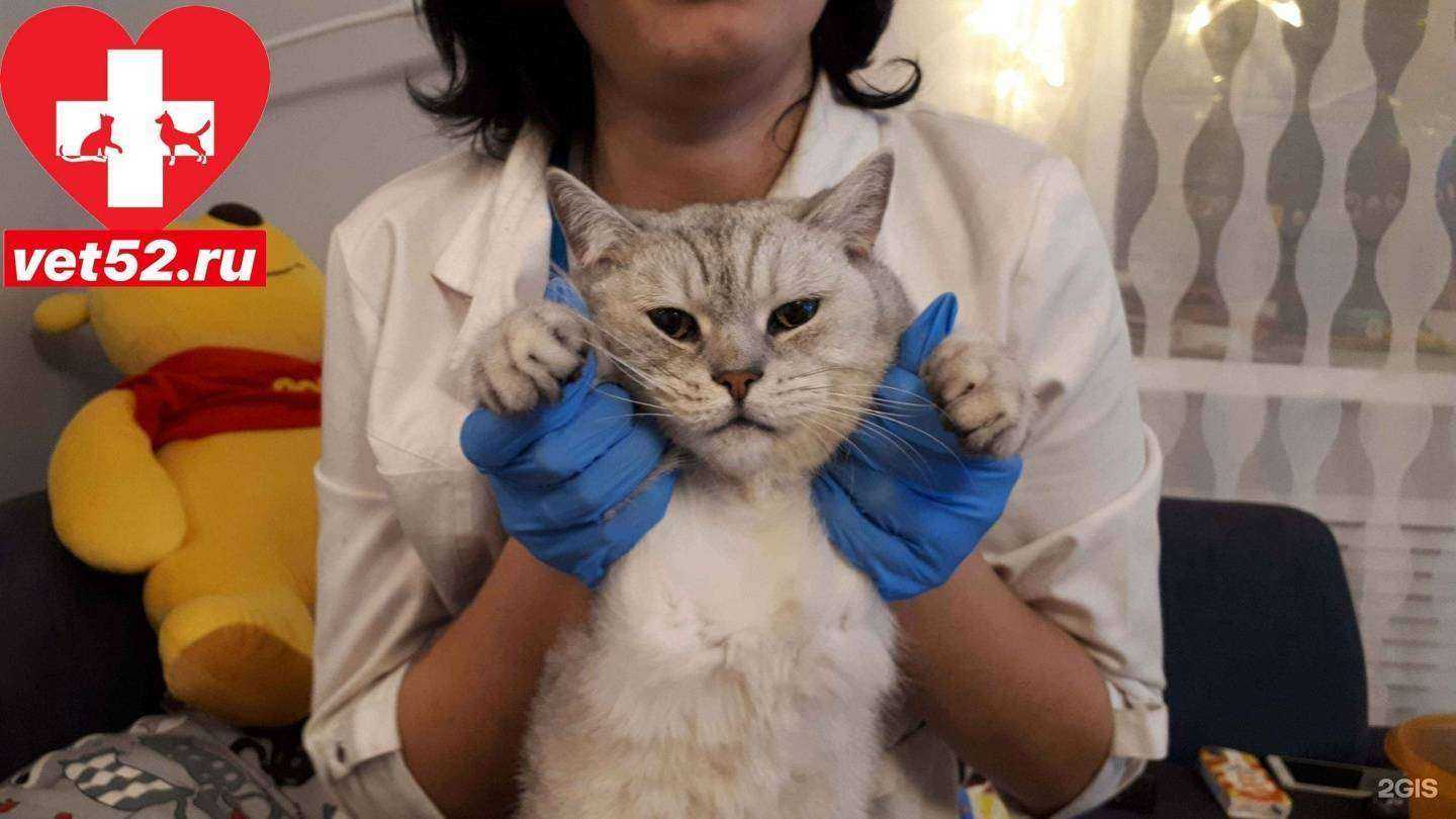 Отзывы на компанию Ветеринар-НН в Нижнем Новгороде c фото