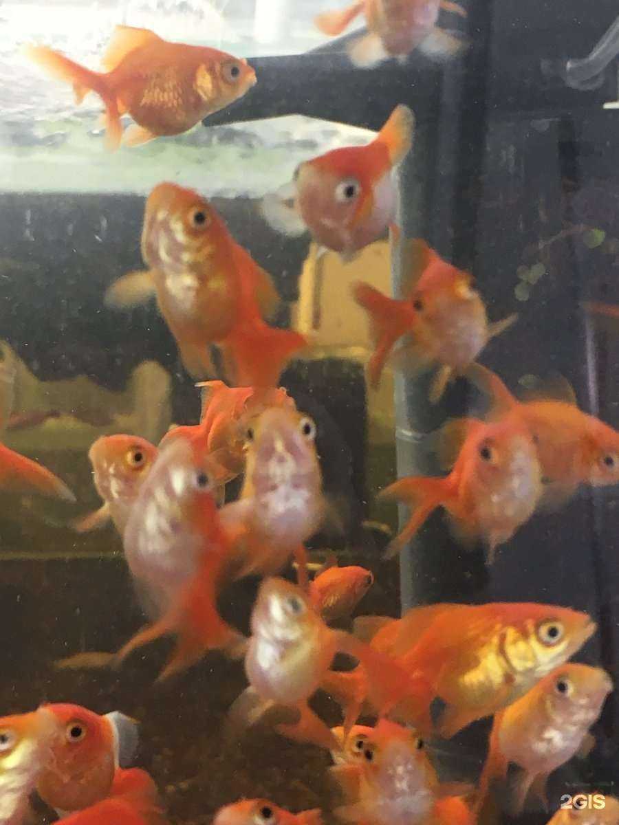 Отзывы на компанию Аквариум  в Уфе c фото