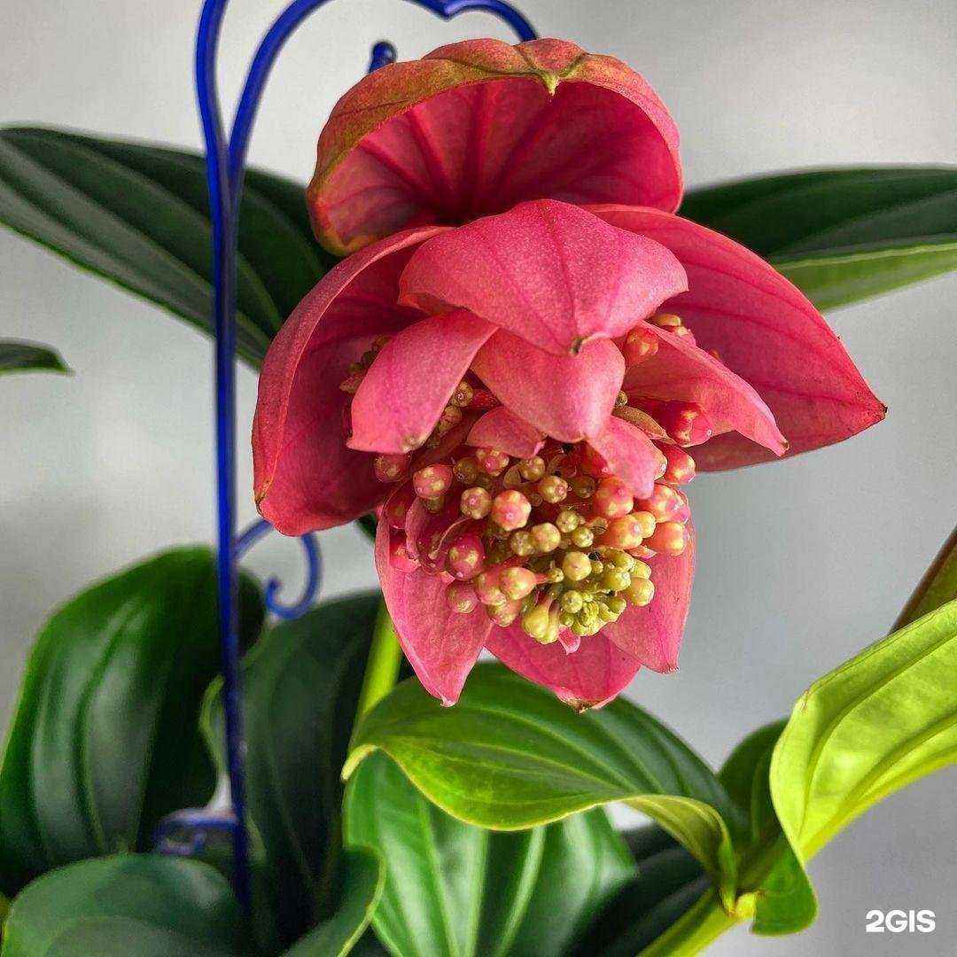 Отзывы на компанию Герберка в г. Брянск c фото