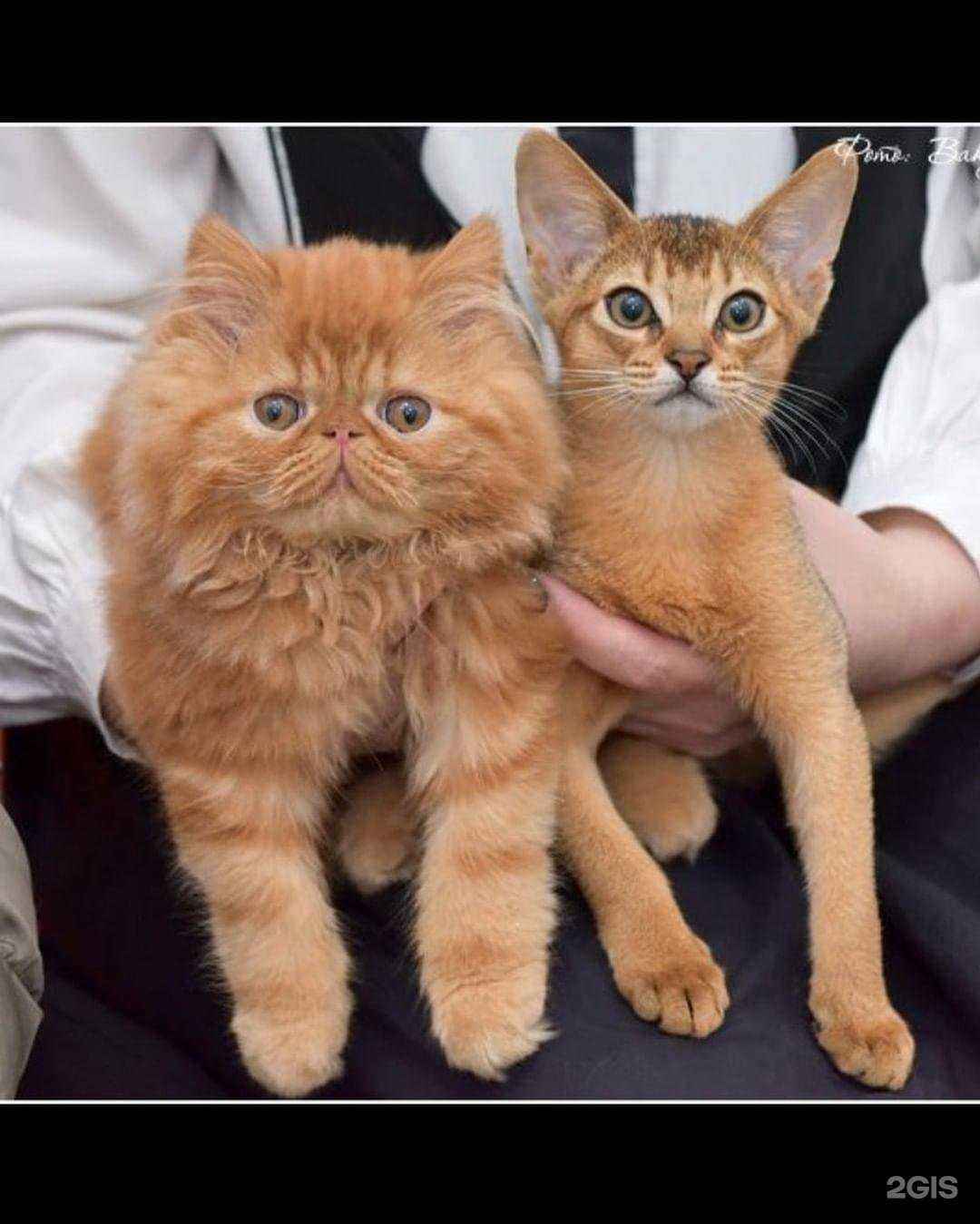 Отзывы на компанию Зоомагазин в г. Краснодар c фото