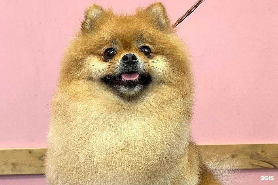 Отзывы на компанию Pet SPA в г. Архангельск c фото