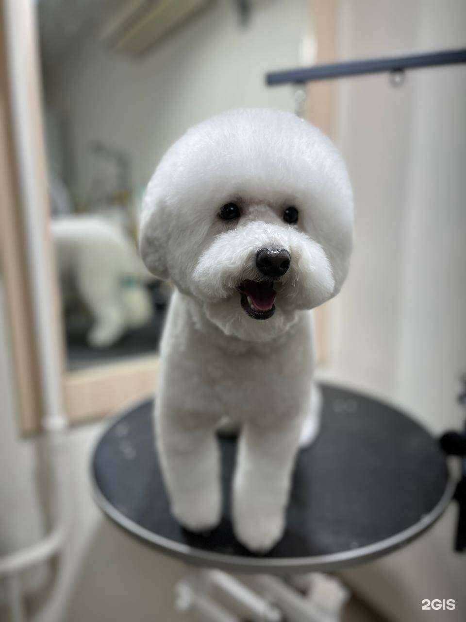 Отзывы на компанию Груминг студия Федоровой Анны в Ижевске c фото