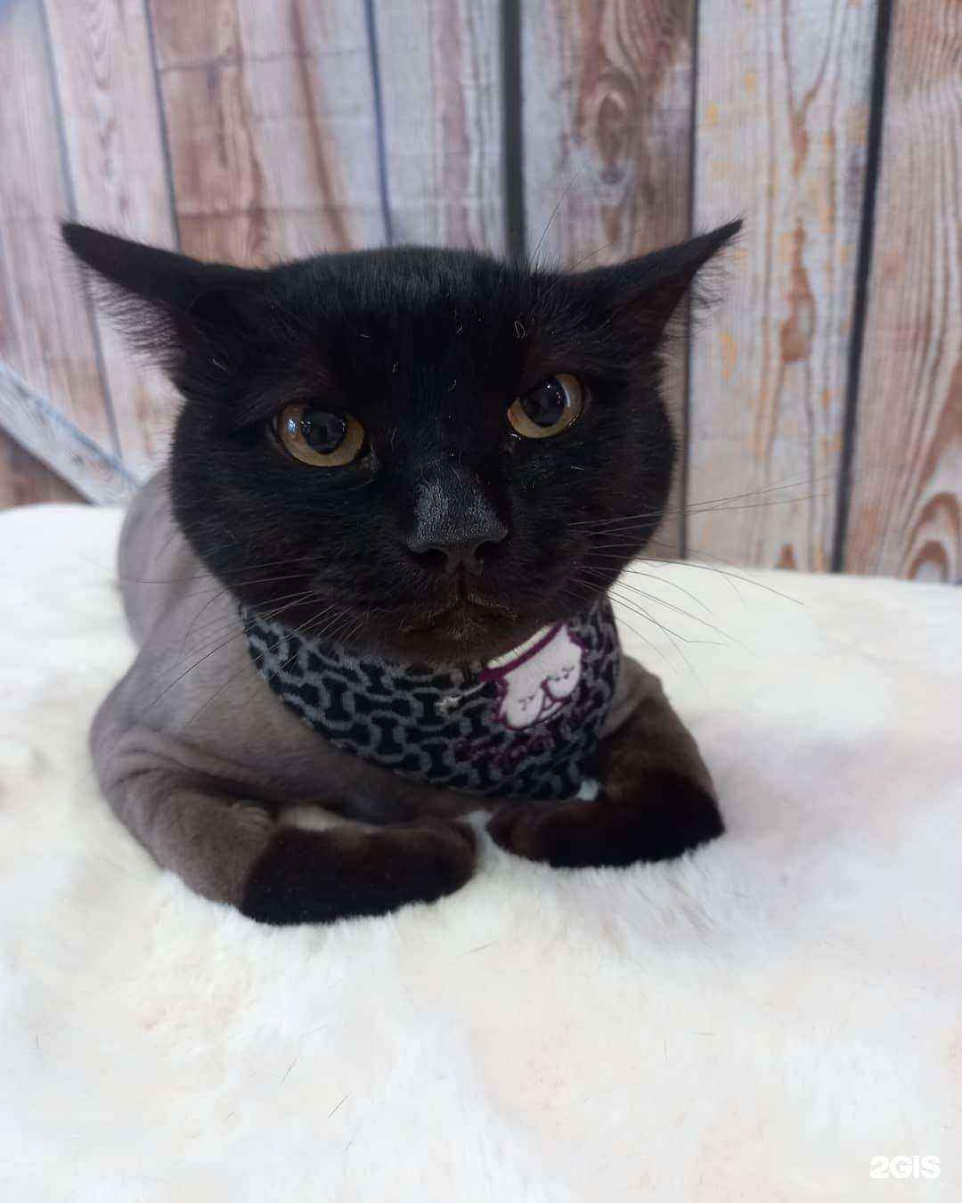 Отзывы на компанию Зоодом в Петропавловске-Камчатском c фото