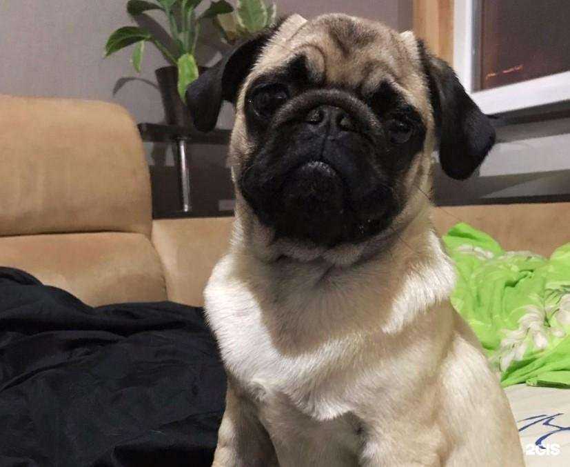 Отзывы на компанию Ветеринарный центр в г. Волгоград c фото