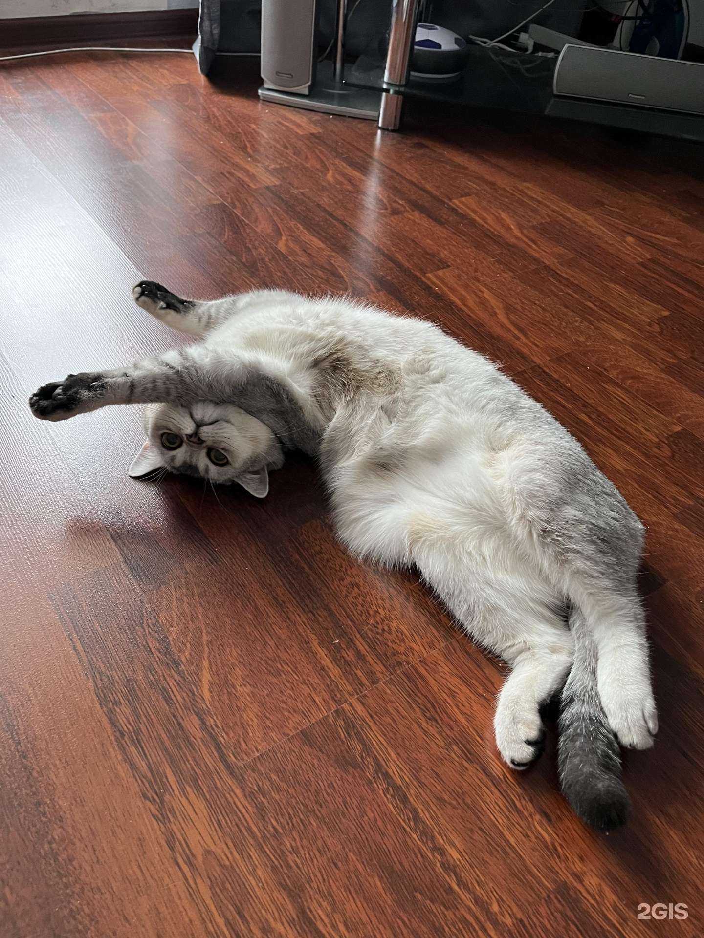 Отзывы на компанию Котофей в г. Петрозаводск c фото