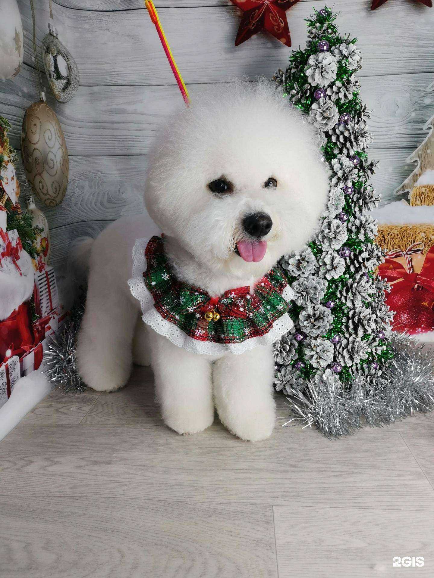 Отзывы на компанию Chaika Groom в г. Ростов-на-Дону c фото