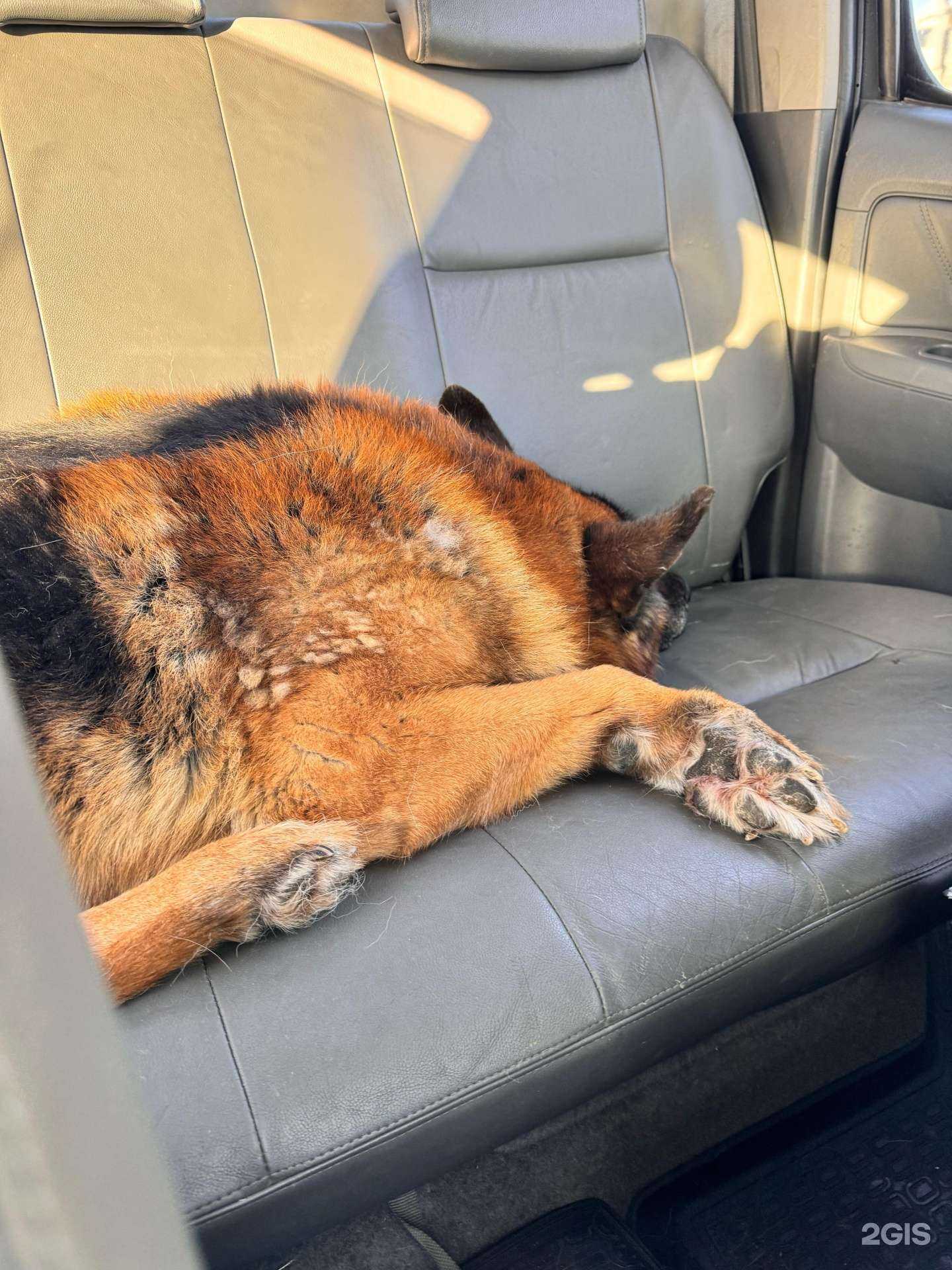 Отзывы на компанию Добрый след в Тольятти c фото