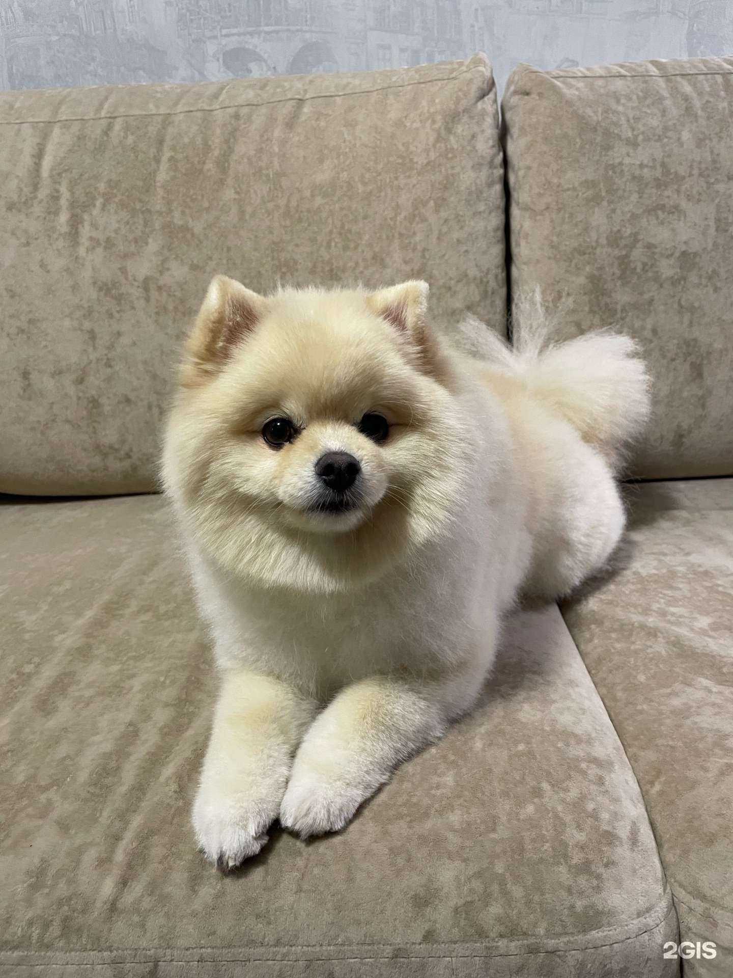 Отзывы на компанию Довольный барбос в г. Киров c фото