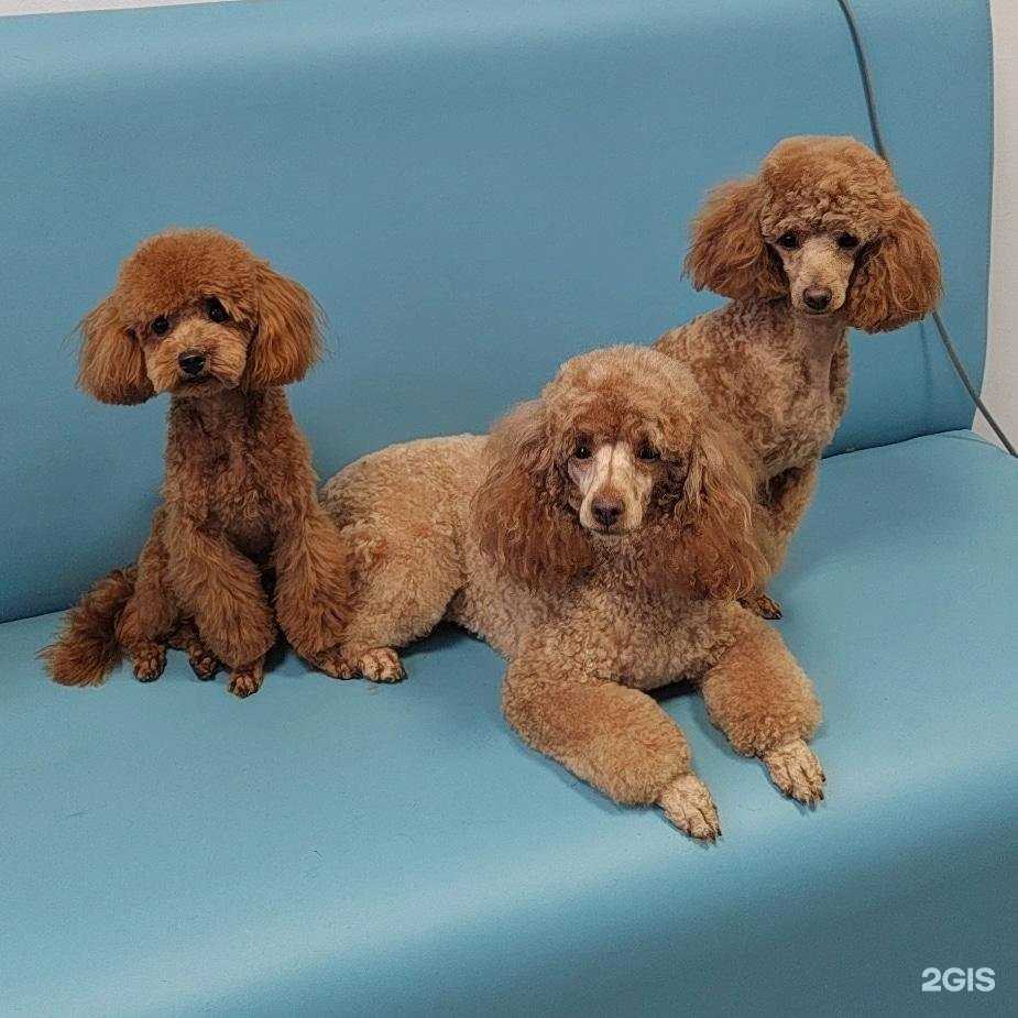 Отзывы на компанию ЗооСПА-студия в г. Белоозёрский c фото