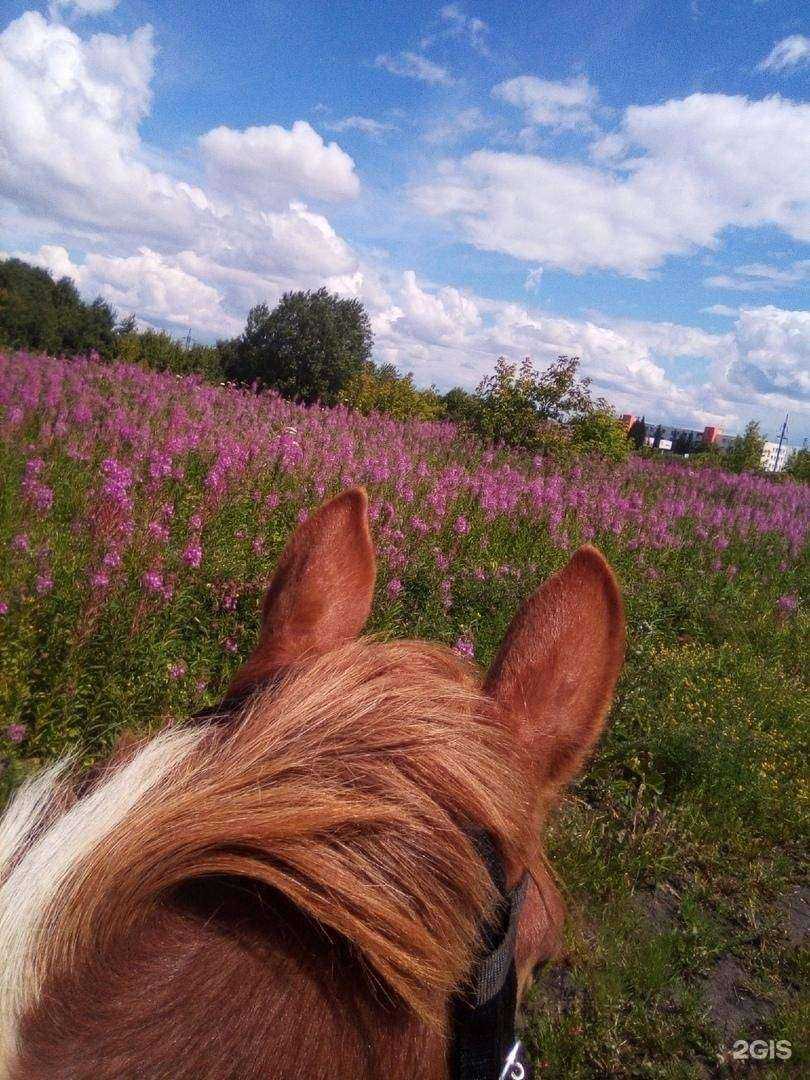 Отзывы на компанию Тотем в г. Тюмень c фото