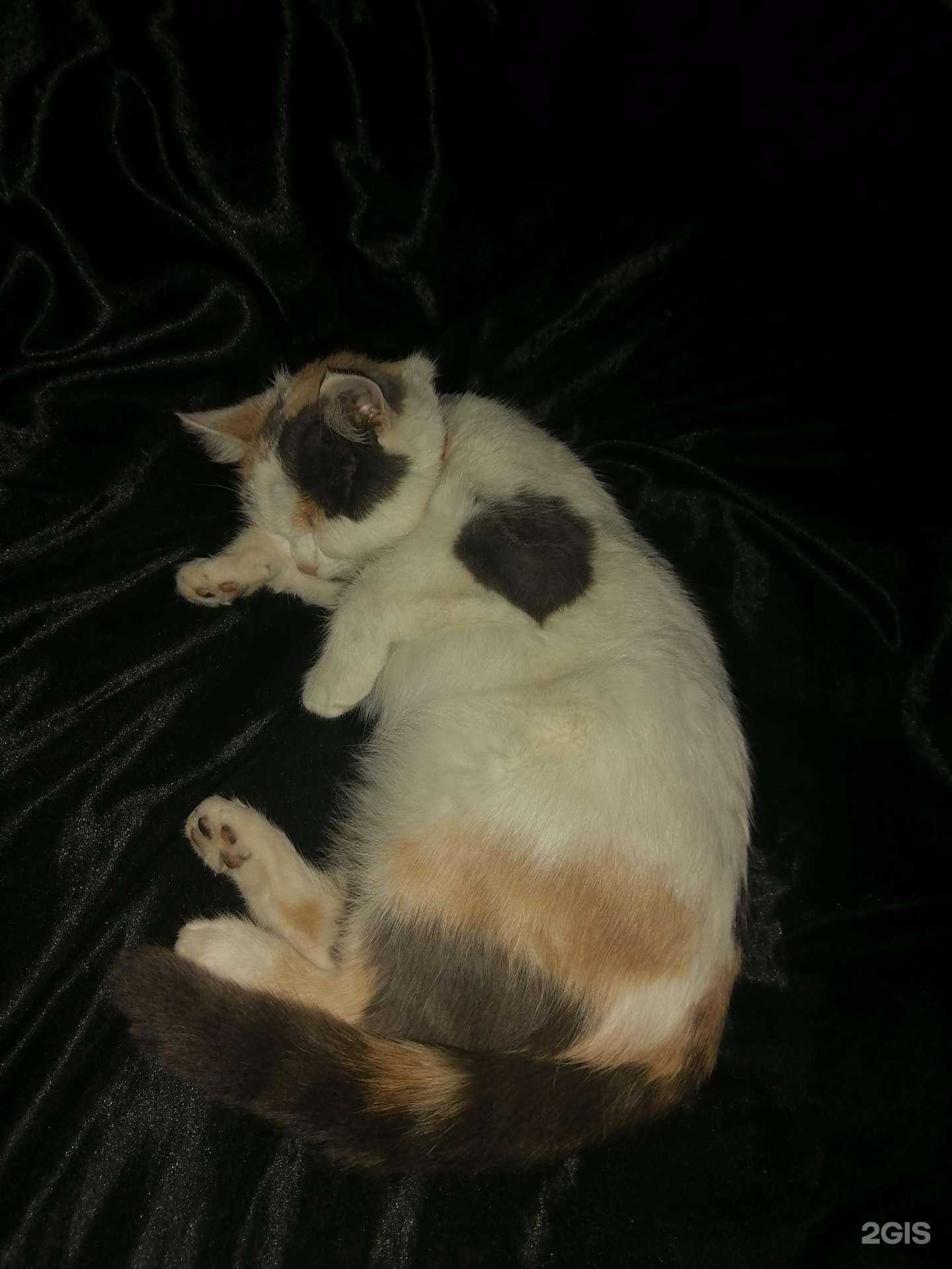 Отзывы на компанию Айболит в г. Новошахтинск c фото