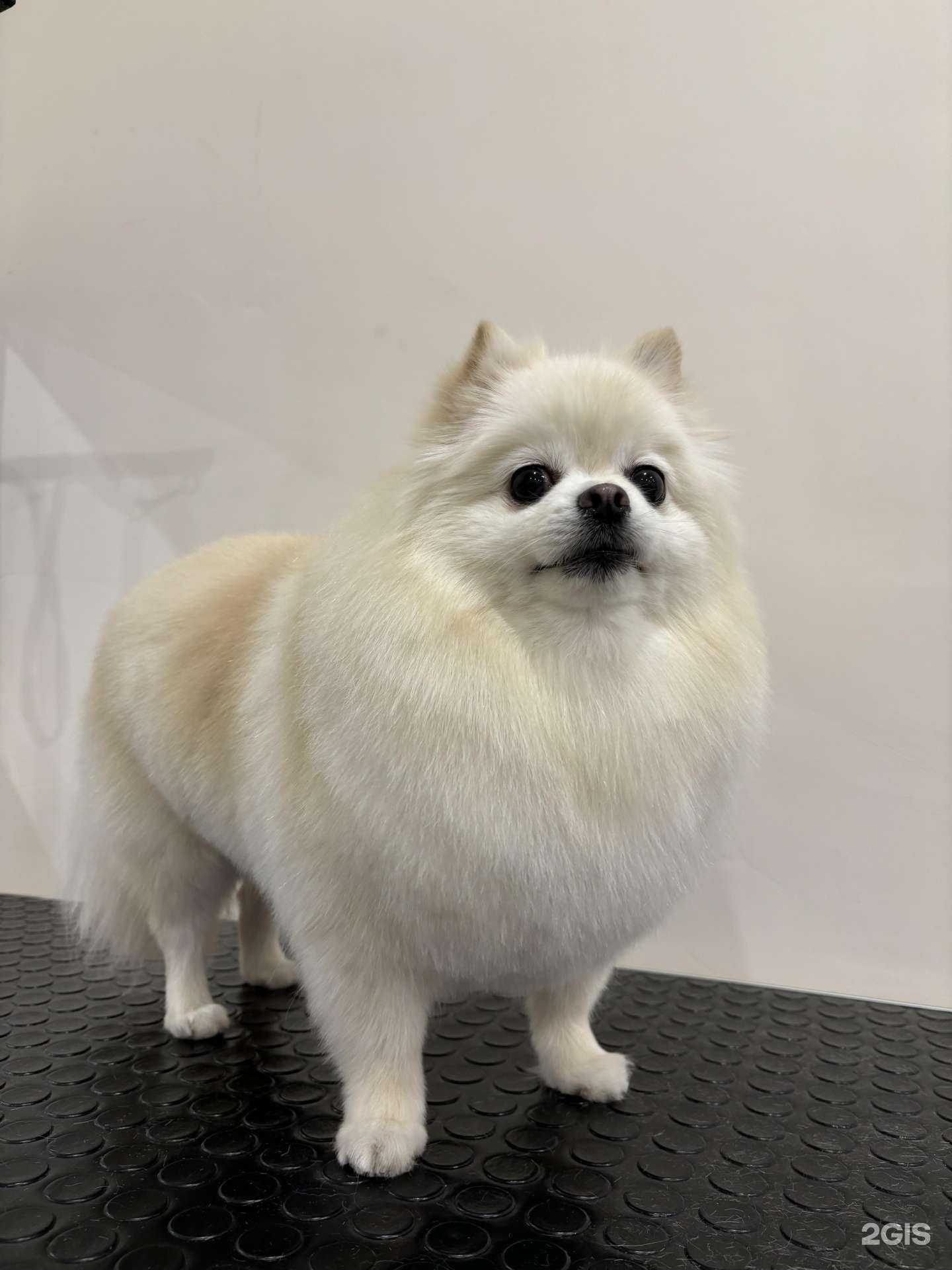 Отзывы на компанию Dогги в г. Рязань c фото