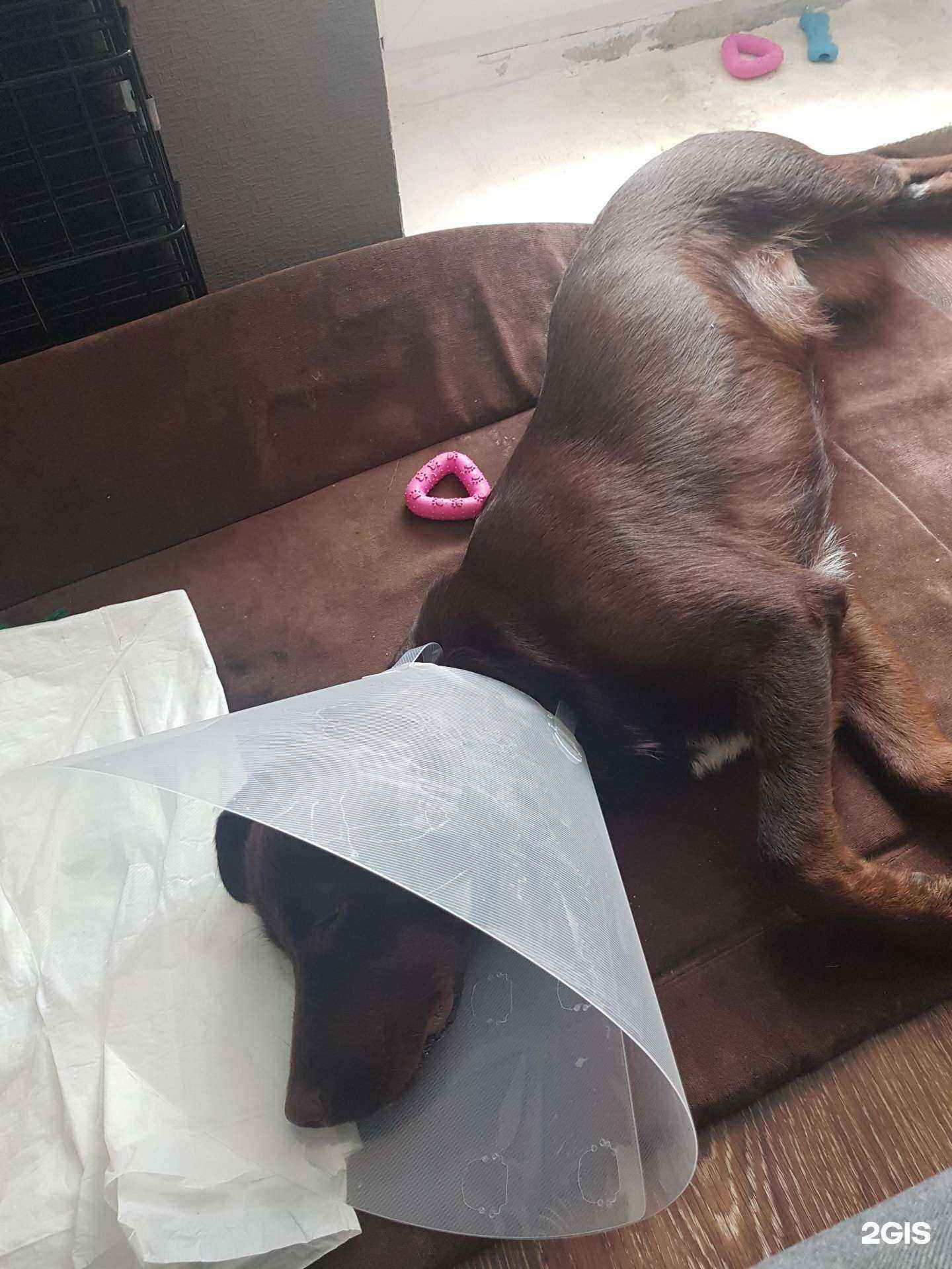 Отзывы на компанию Весёлый шпиц в г. Нижний Тагил c фото