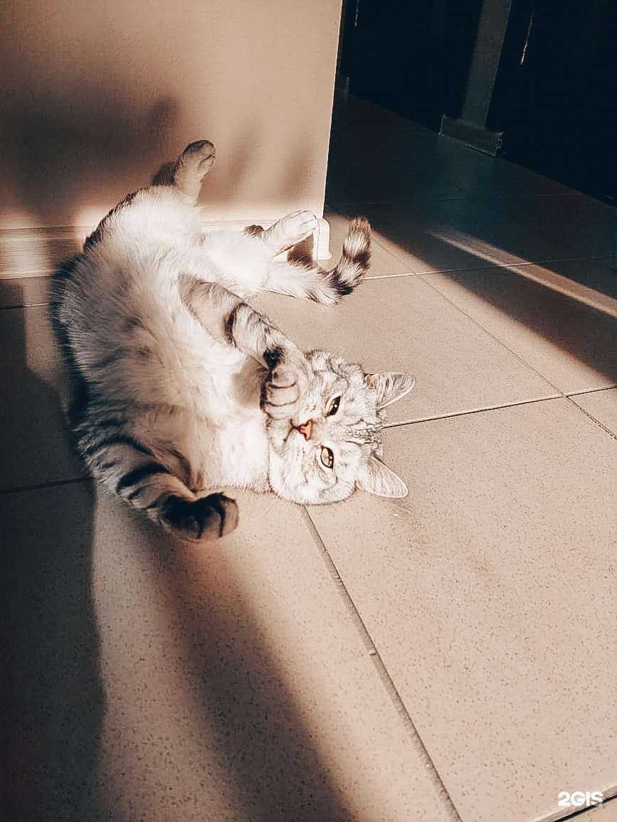 Отзывы на компанию Котейка в Иркутске c фото