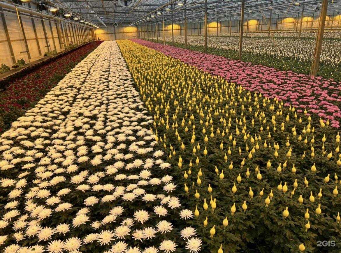 Отзывы на компанию Lilaflora group в Набережных Челнах c фото