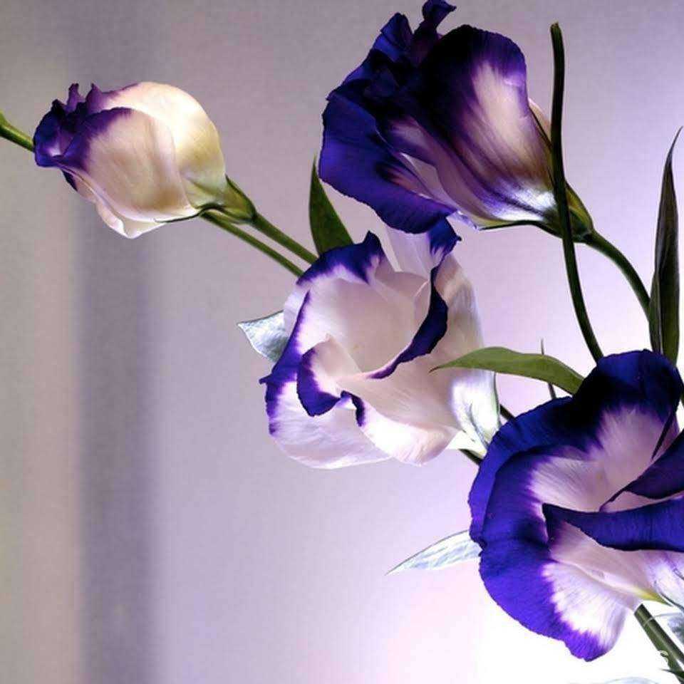 Отзывы на компанию Арт букет, магазин цветов в г. Сальск c фото