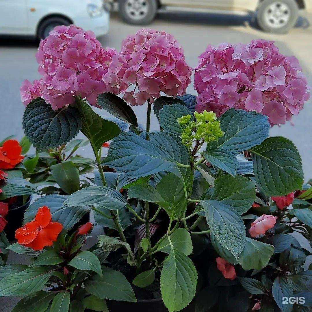 Отзывы на компанию Империя цветов в г. Дербент c фото