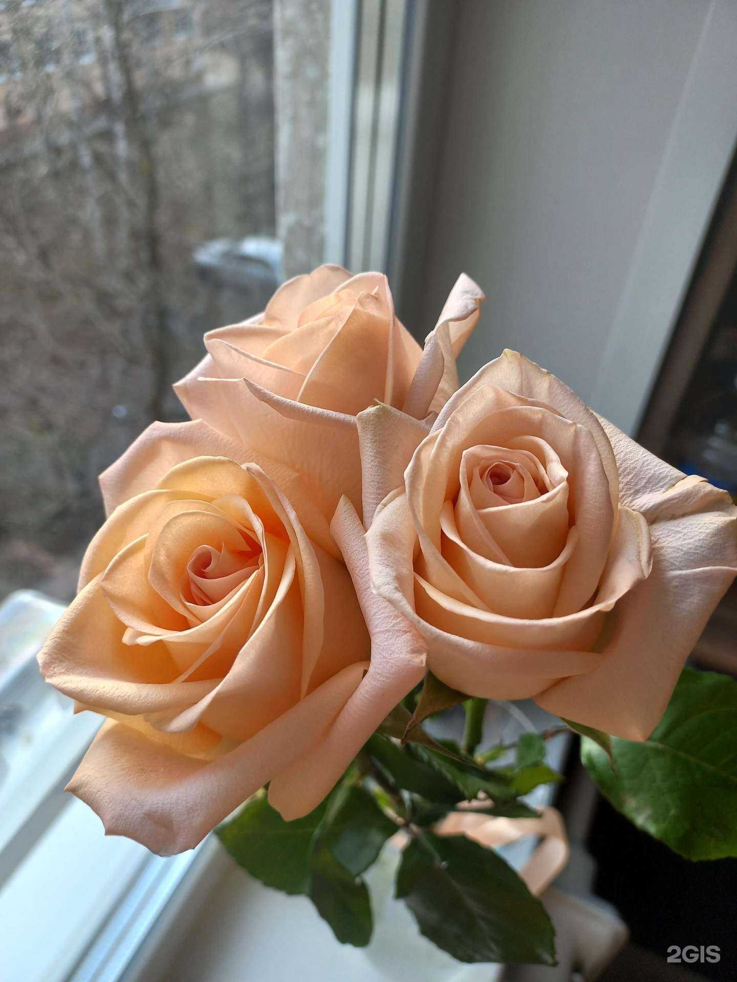 Отзывы на компанию Рябинка в Северодвинске c фото - фотография 2 из 2