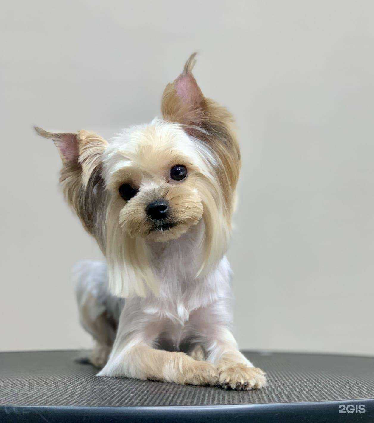 Отзывы на компанию MR.Groom в г. Ставрополь c фото