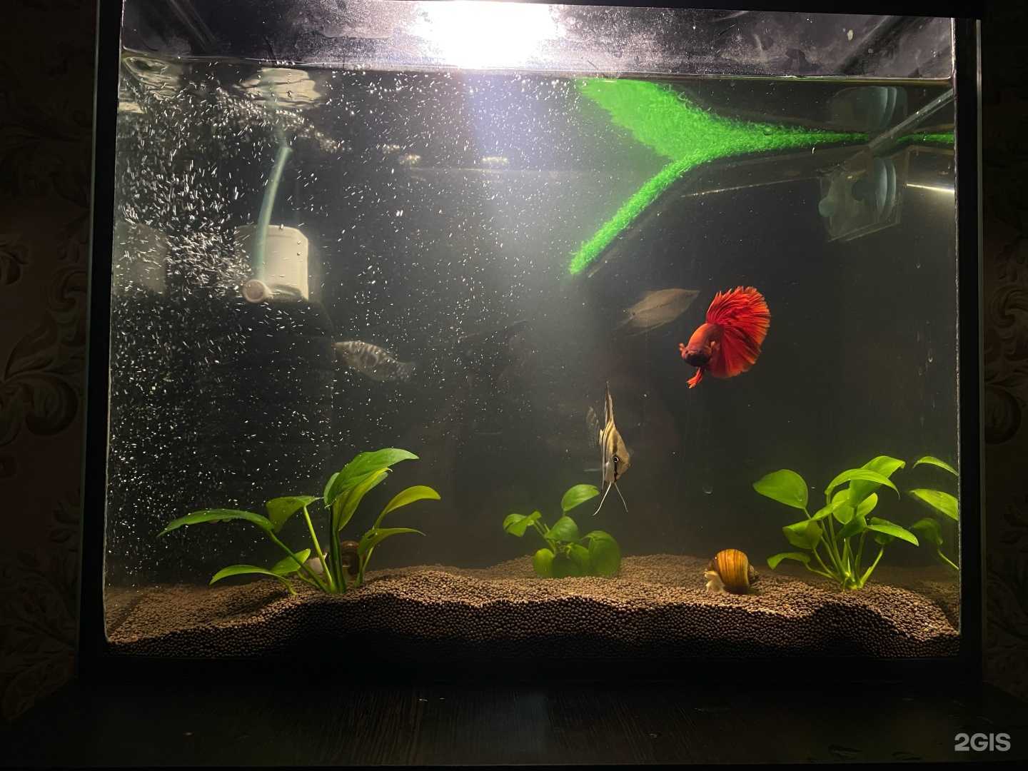 Отзывы на компанию Пернатый друг в г. Пермь c фото