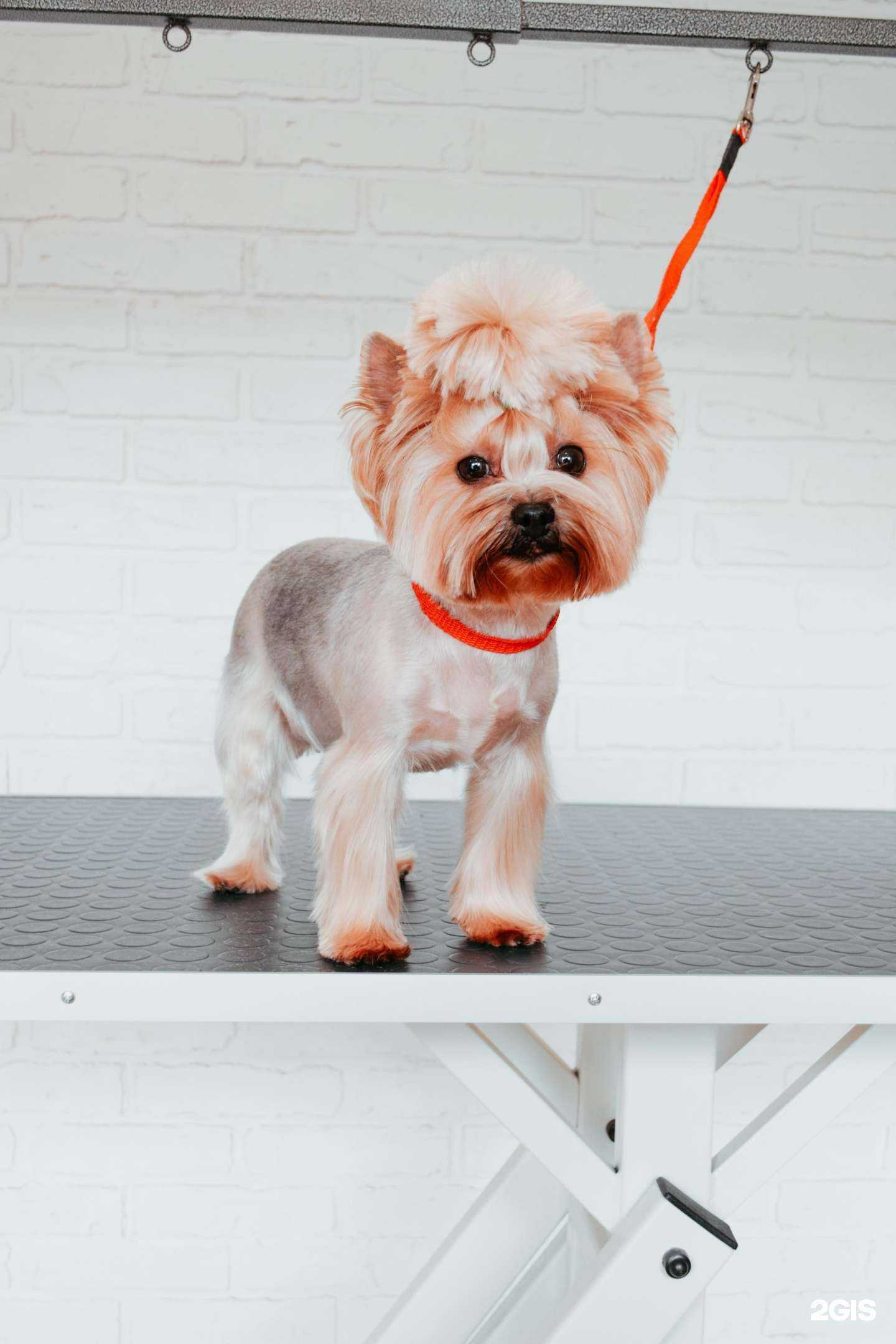 Отзывы на компанию Wearegroomers в г. Иваново c фото